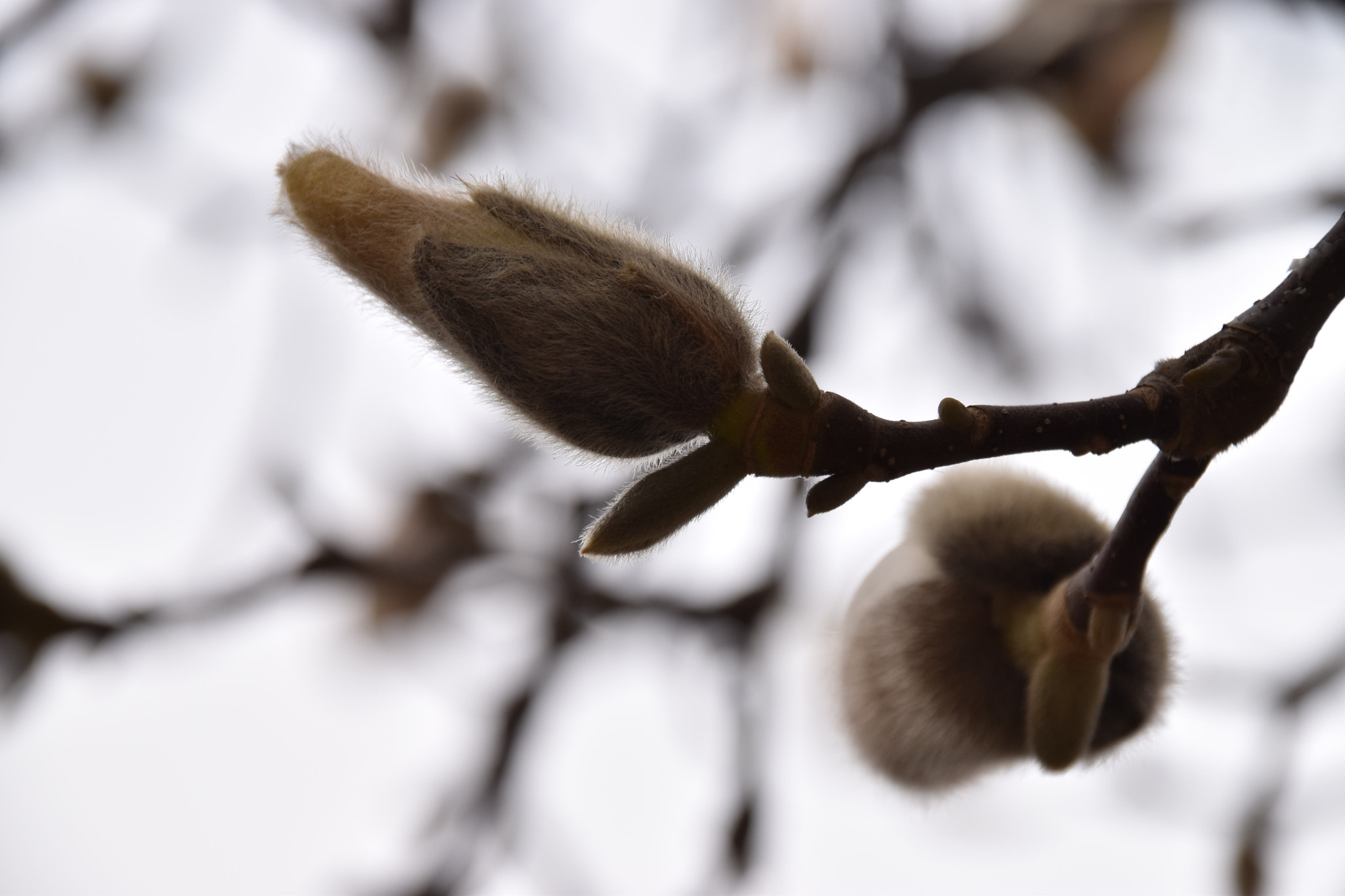 Sigma 18-250mm F3.5-6.3 DC Macro OS HSM sample photo. Cms photography