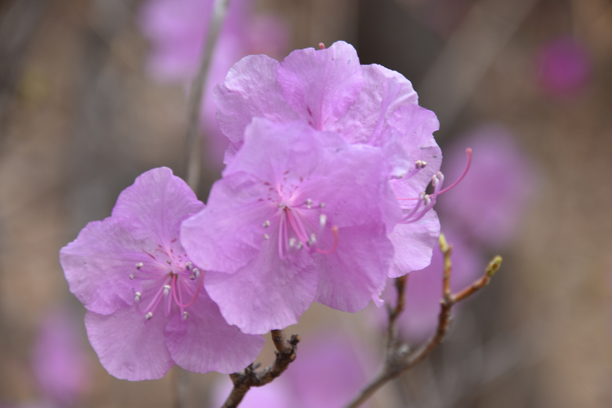 Sigma 18-250mm F3.5-6.3 DC Macro OS HSM sample photo. Cms photography