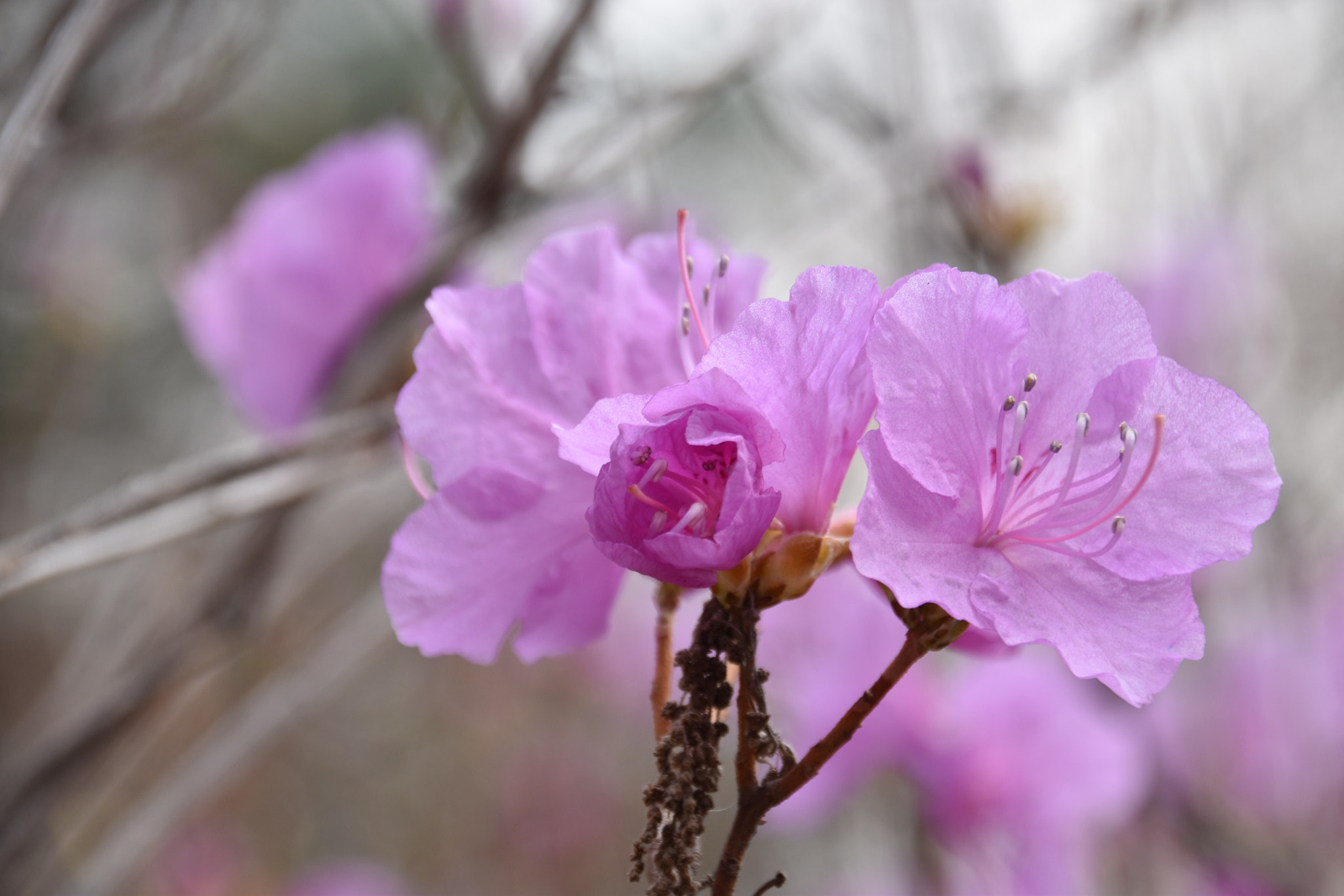 Sigma 18-250mm F3.5-6.3 DC Macro OS HSM sample photo. Cms photography