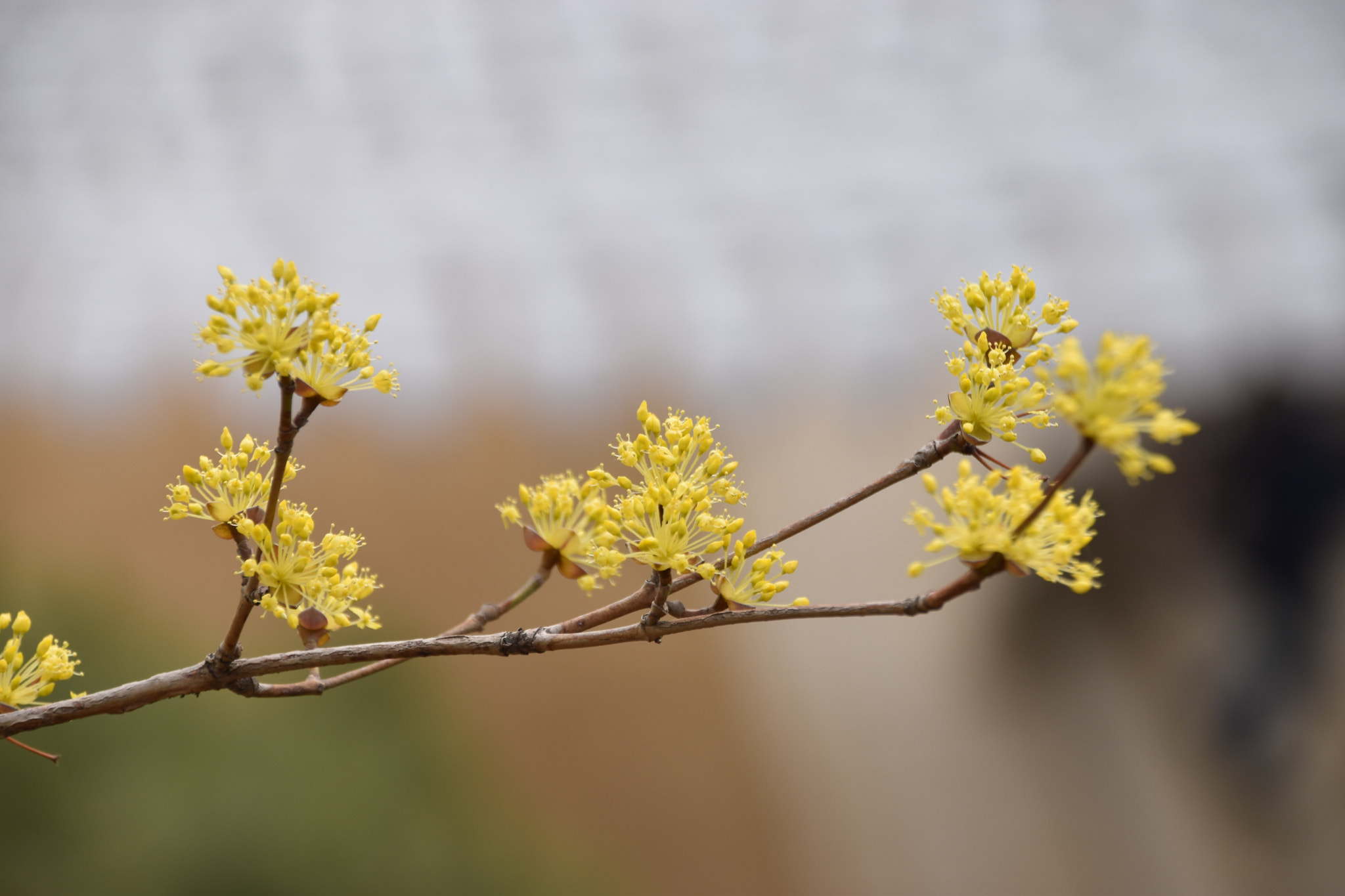 Sigma 18-250mm F3.5-6.3 DC Macro OS HSM sample photo. Cms photography