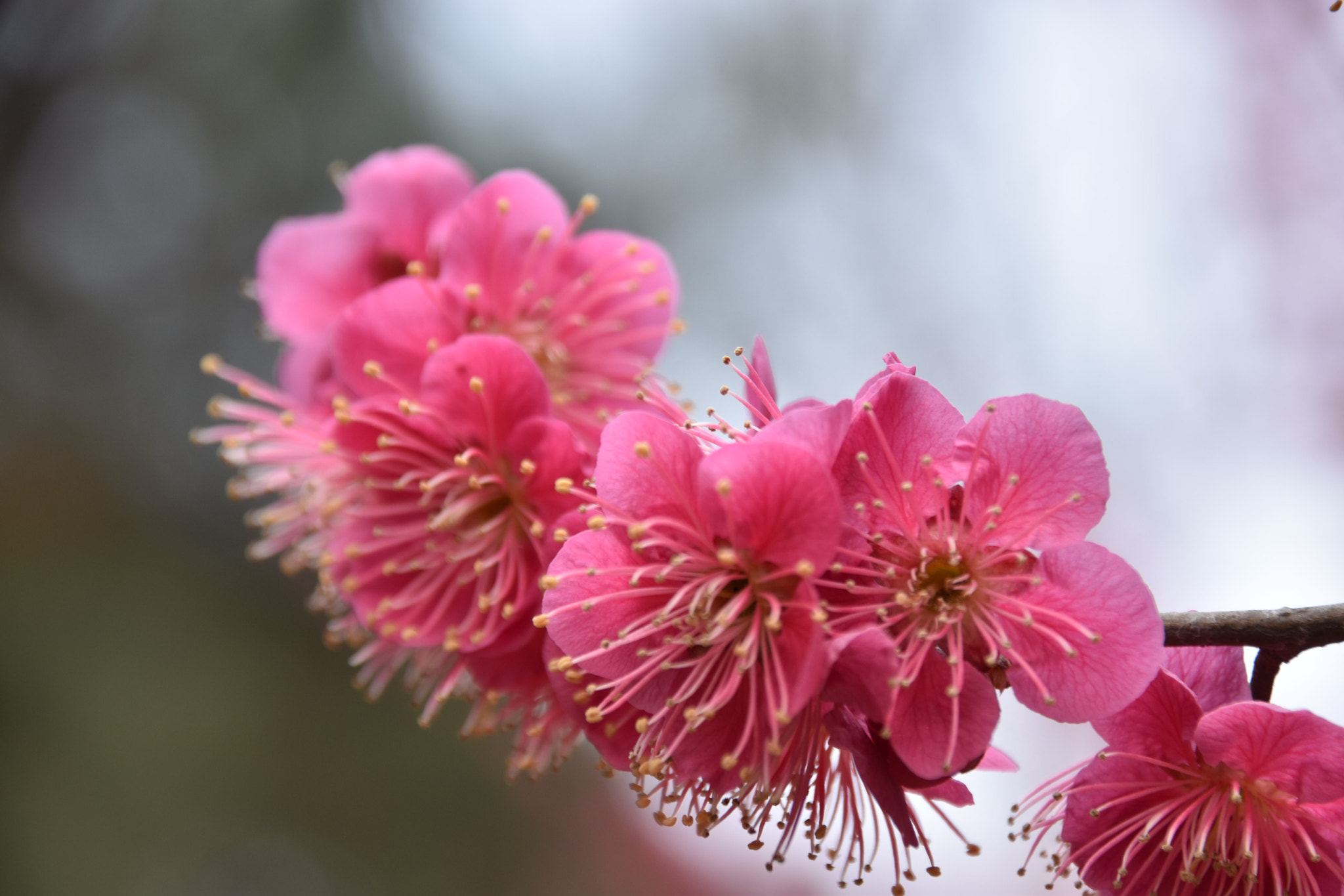 Sigma 18-250mm F3.5-6.3 DC Macro OS HSM sample photo. Cms photography