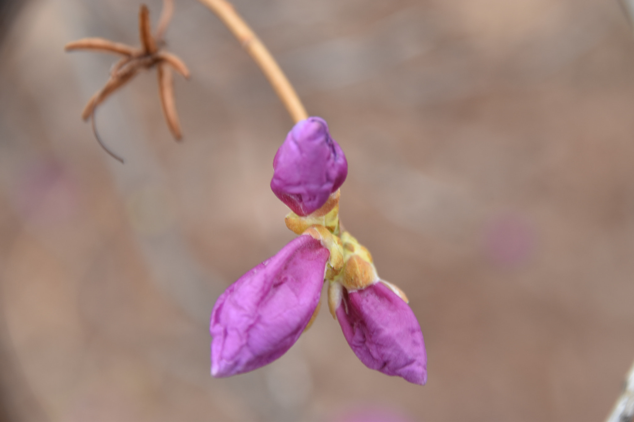 Sigma 18-250mm F3.5-6.3 DC Macro OS HSM sample photo. Cms photography
