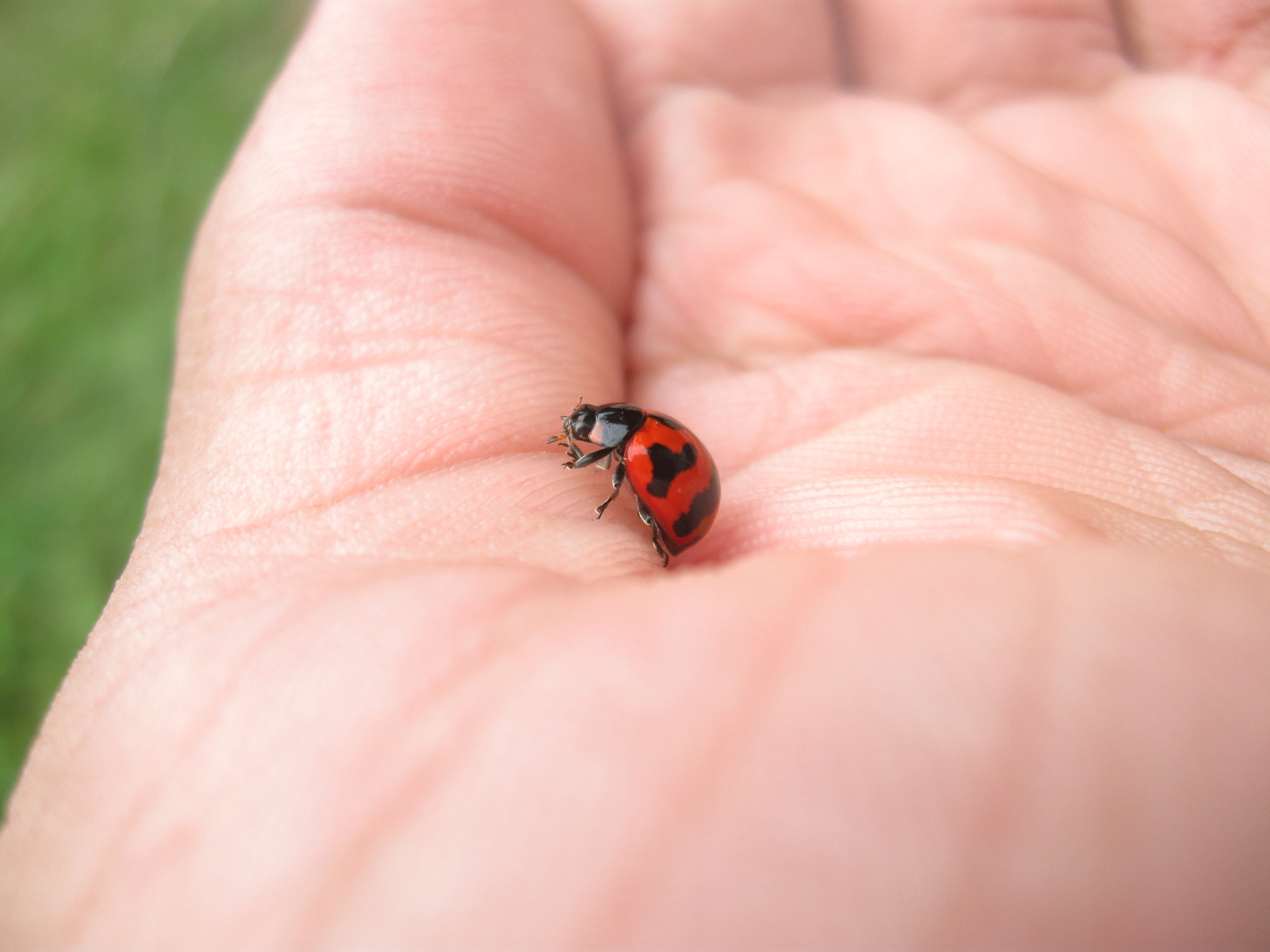 Canon PowerShot A580 sample photo. Ladybug​ photography