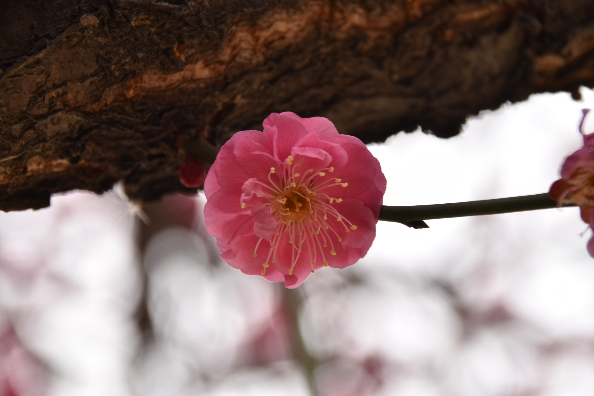 Sigma 18-250mm F3.5-6.3 DC Macro OS HSM sample photo. Cms photography