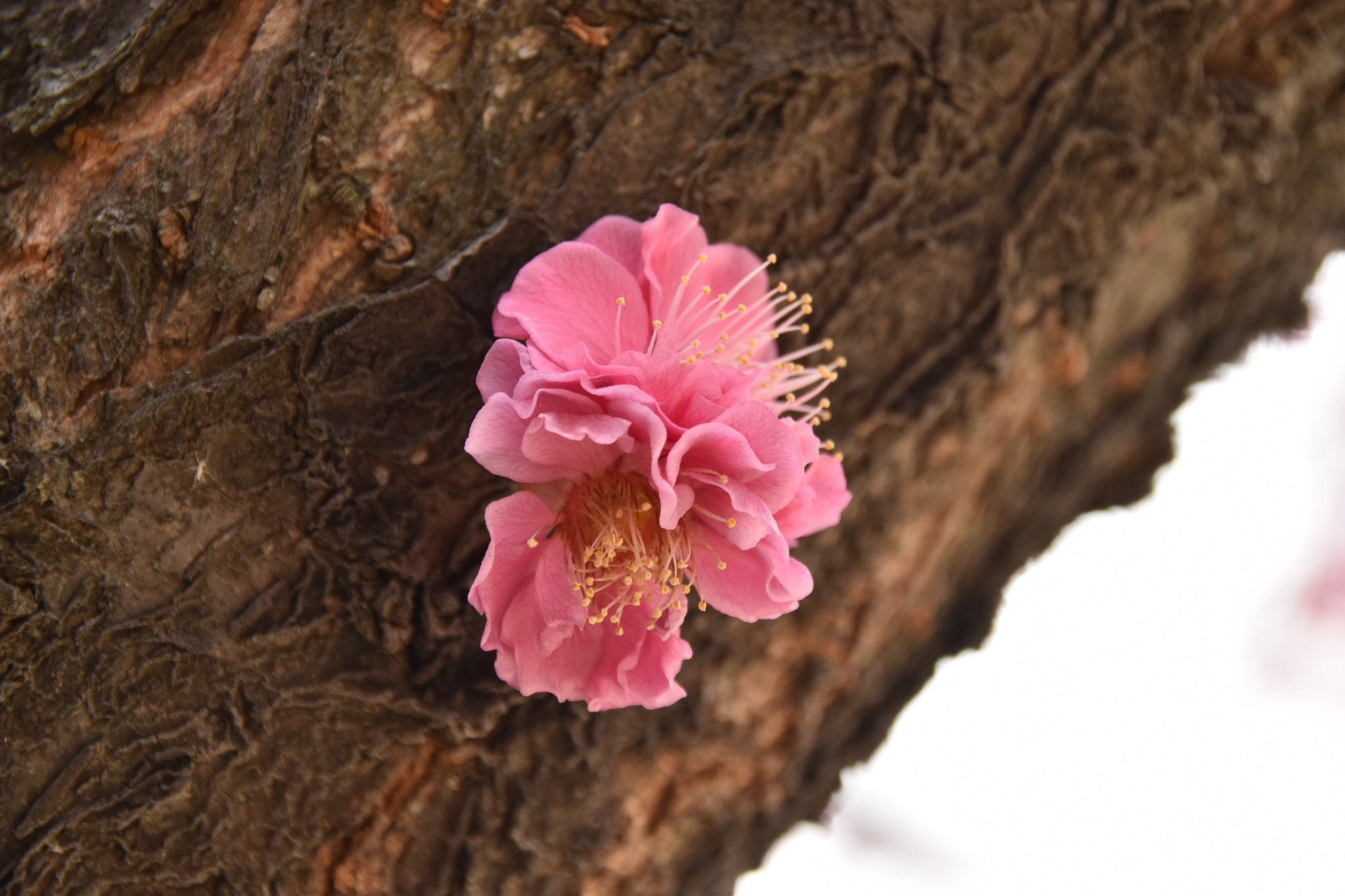 Sigma 18-250mm F3.5-6.3 DC Macro OS HSM sample photo. Cms photography