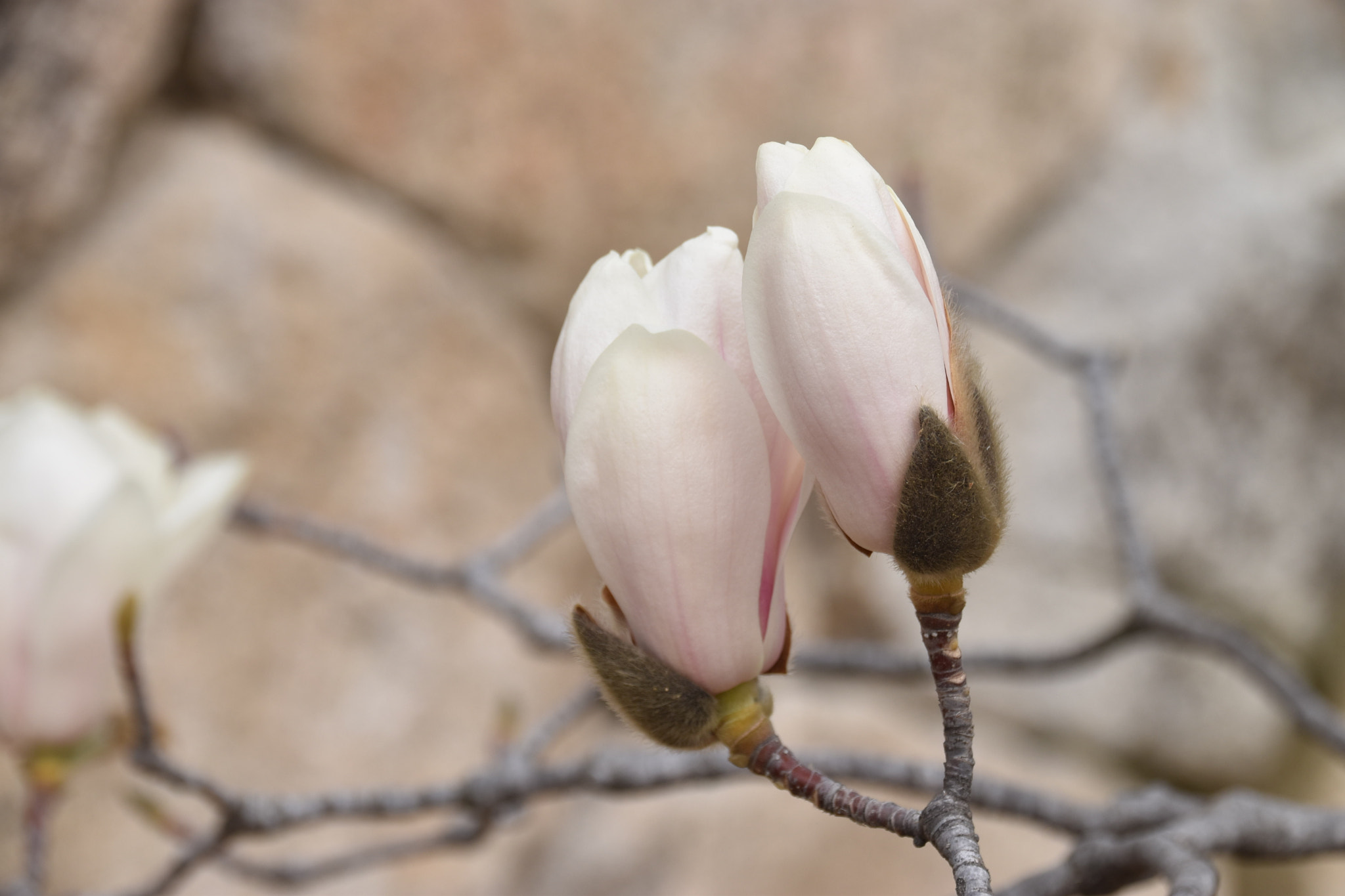 Sigma 18-250mm F3.5-6.3 DC Macro OS HSM sample photo. Cms photography