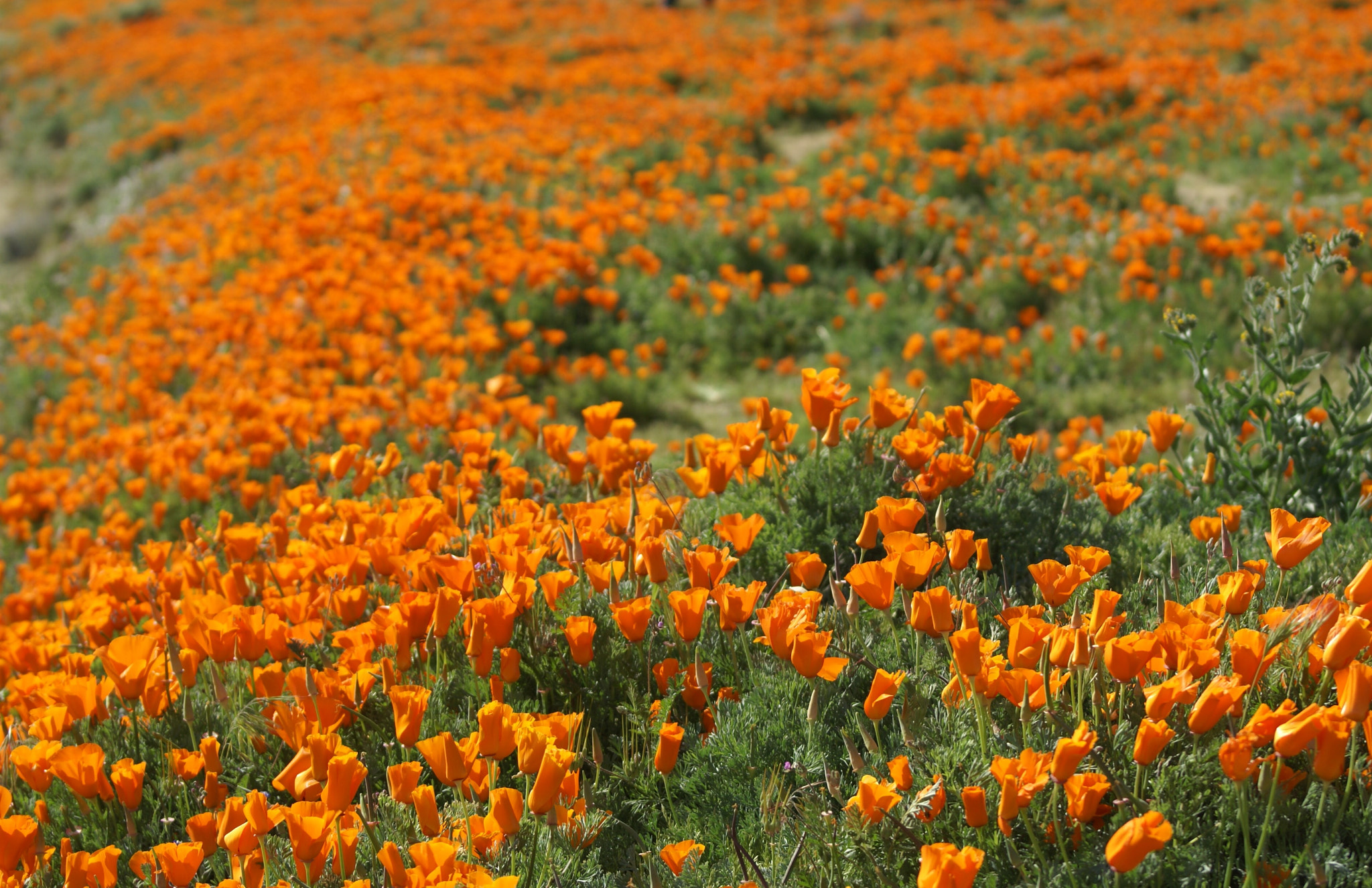 Sony 75-300mm F4.5-5.6 sample photo. California state flower-poppy photography