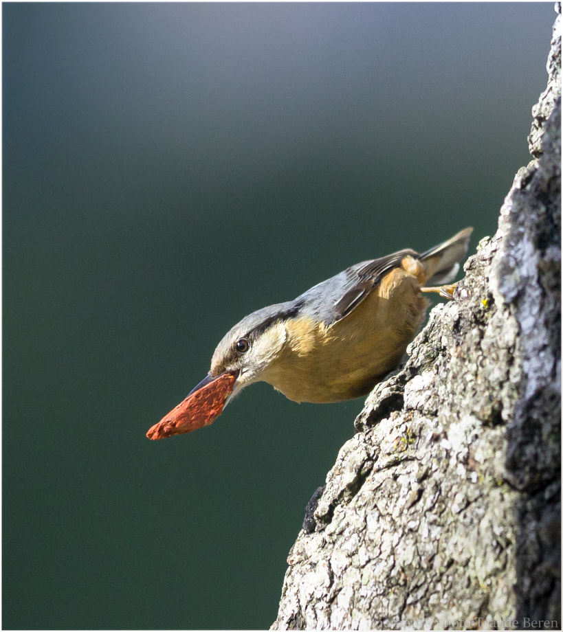 Canon EF 300mm F2.8L IS II USM sample photo. Kleiber , kleiber frech und keck photography