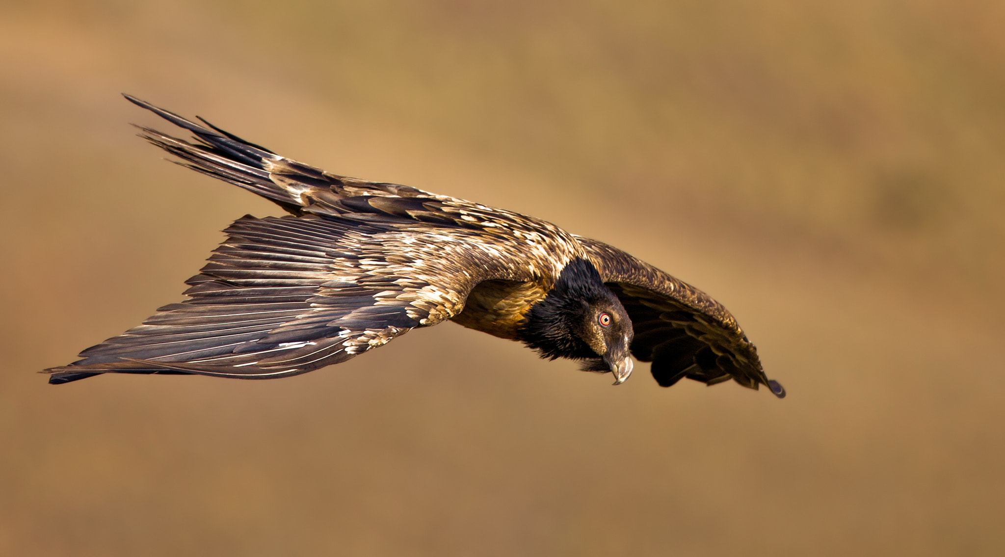 Canon EOS-1D Mark IV + Canon EF 500mm F4L IS USM sample photo. Juvenile bearded vulture photography
