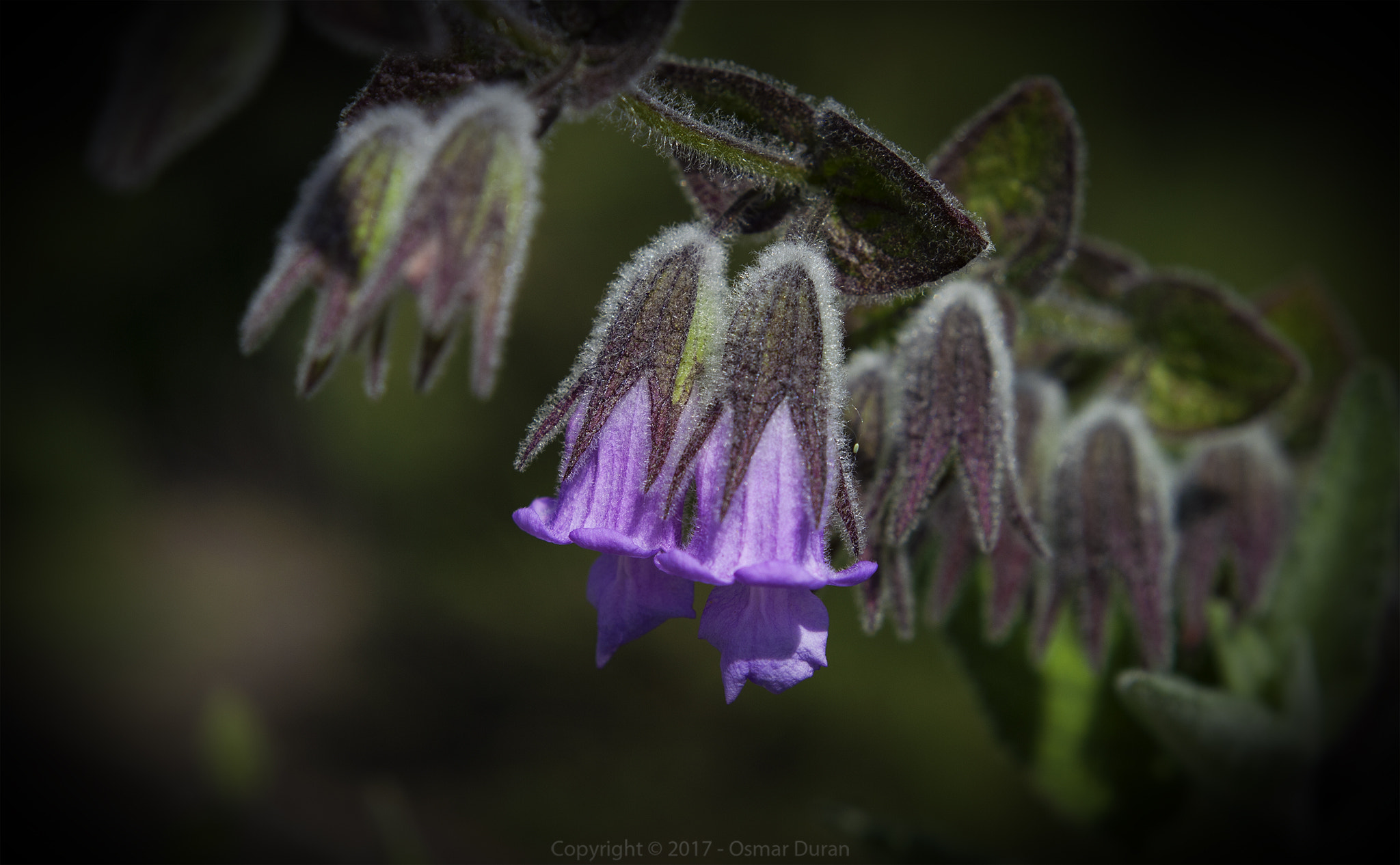 Nikon D200 + Nikon AF Nikkor 50mm F1.8D sample photo. Purple pair photography