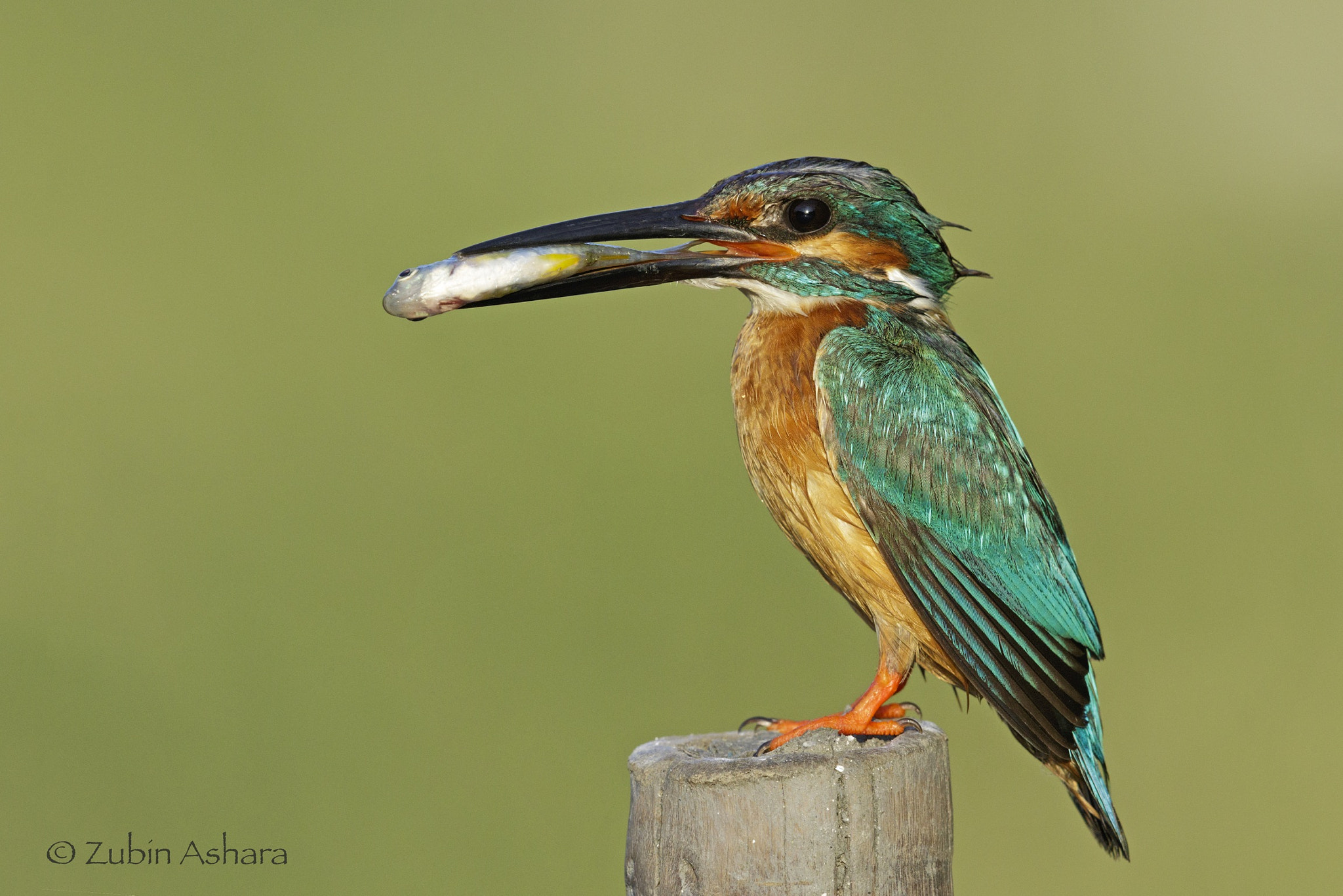 Canon EF 600mm F4L IS II USM sample photo. Common kingfisher photography