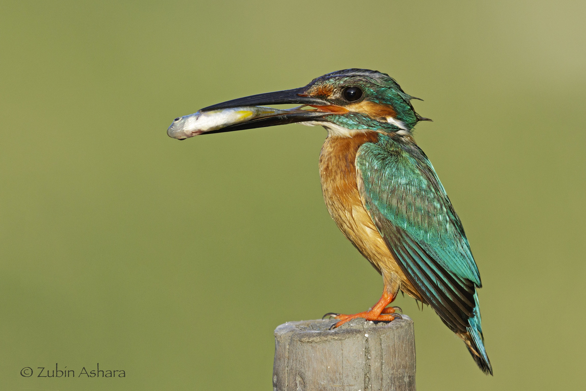 Canon EOS 7D Mark II sample photo. Common kingfisher photography