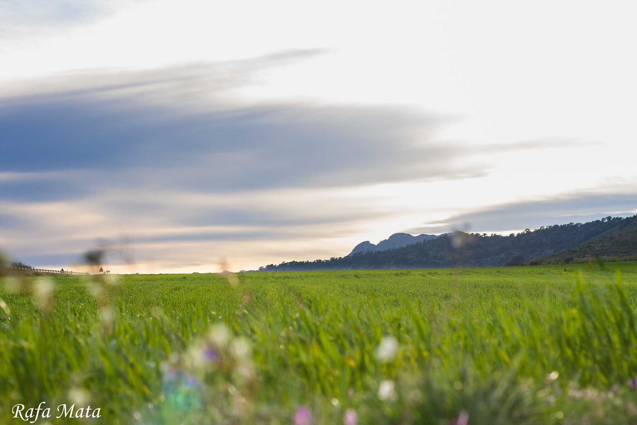 Canon EOS 7D + Canon EF 50mm F1.8 STM sample photo. Verde photography