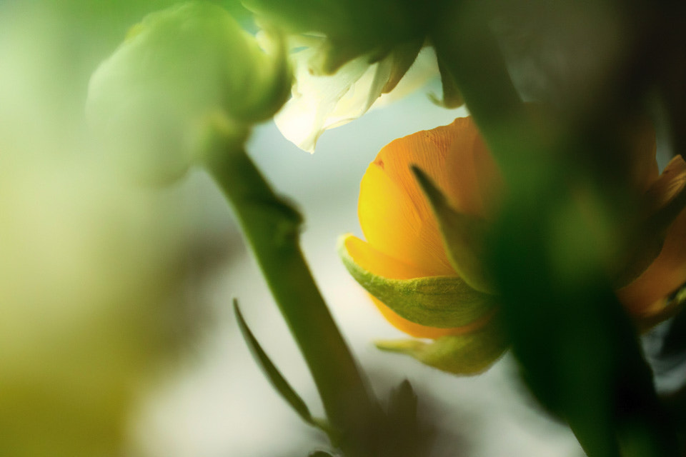 Canon EF 100mm F2.8L Macro IS USM sample photo. Taking a peek of spring. photography