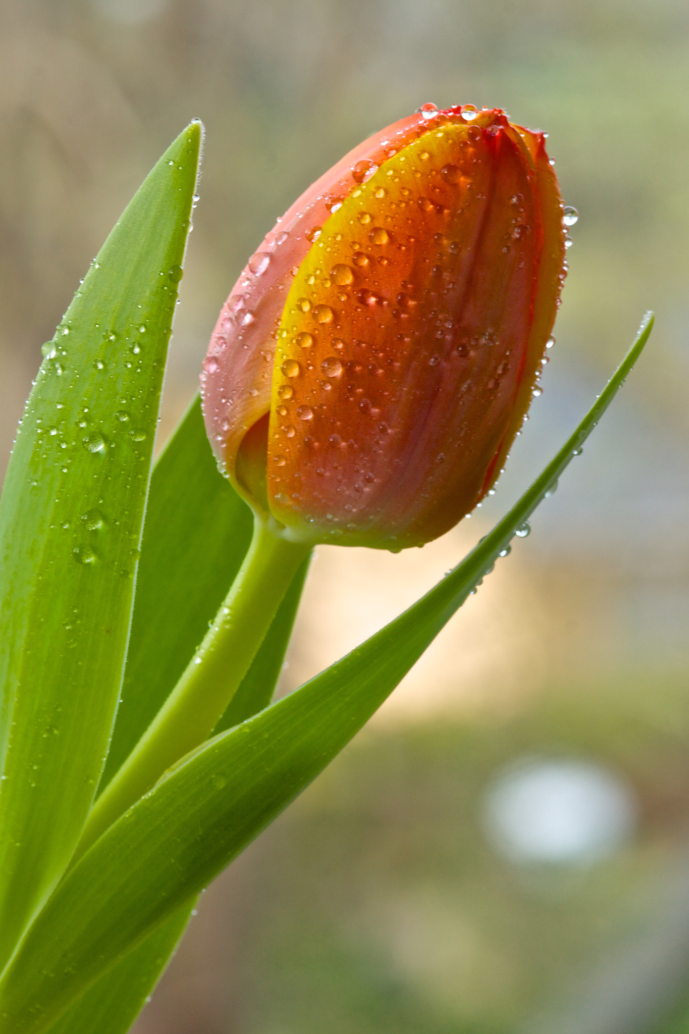 Sigma 105mm F2.8 EX DG Macro sample photo. Tulipán photography