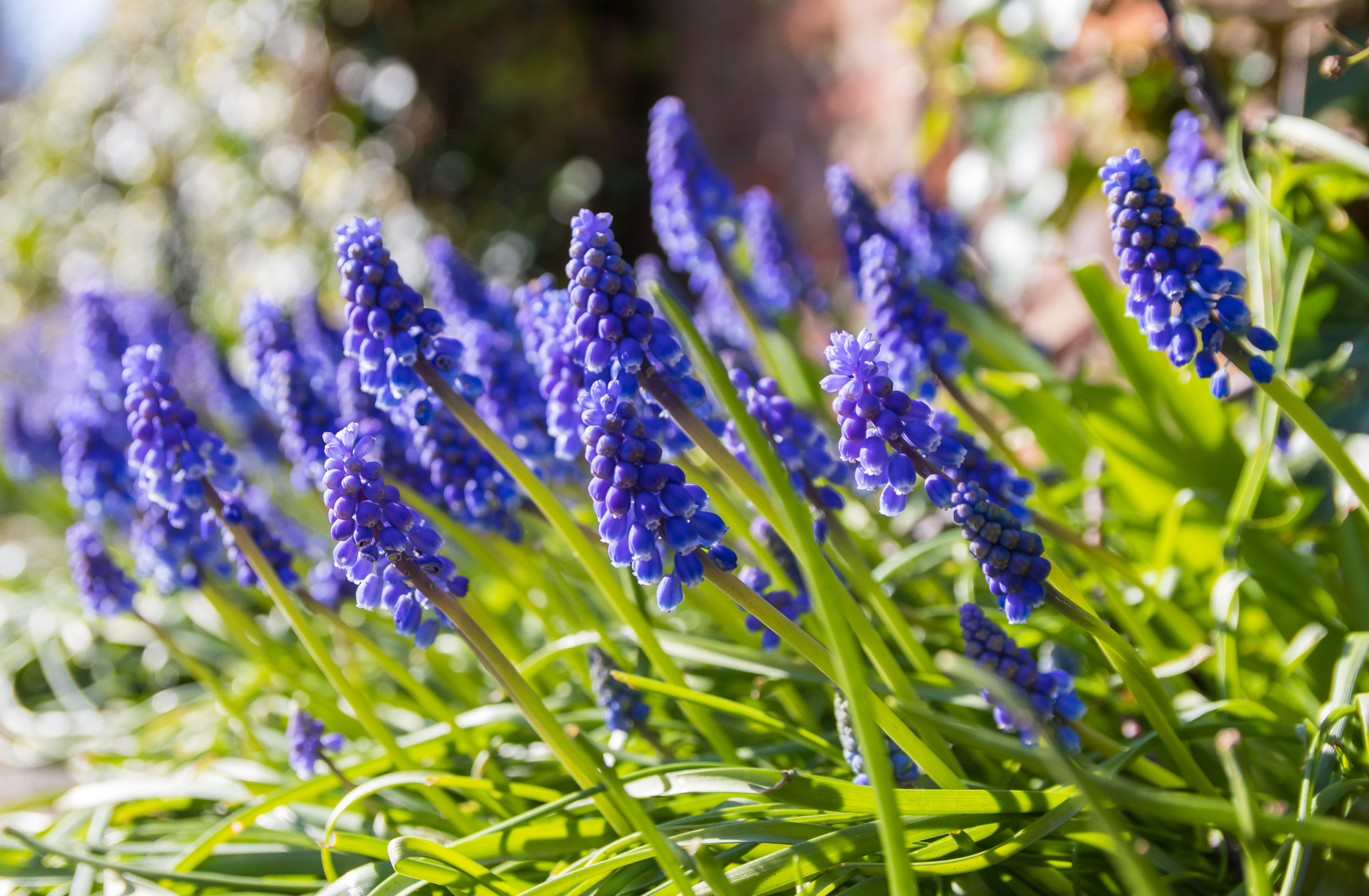 Canon EF-S 17-55mm F2.8 IS USM sample photo. Grape hyacinth photography