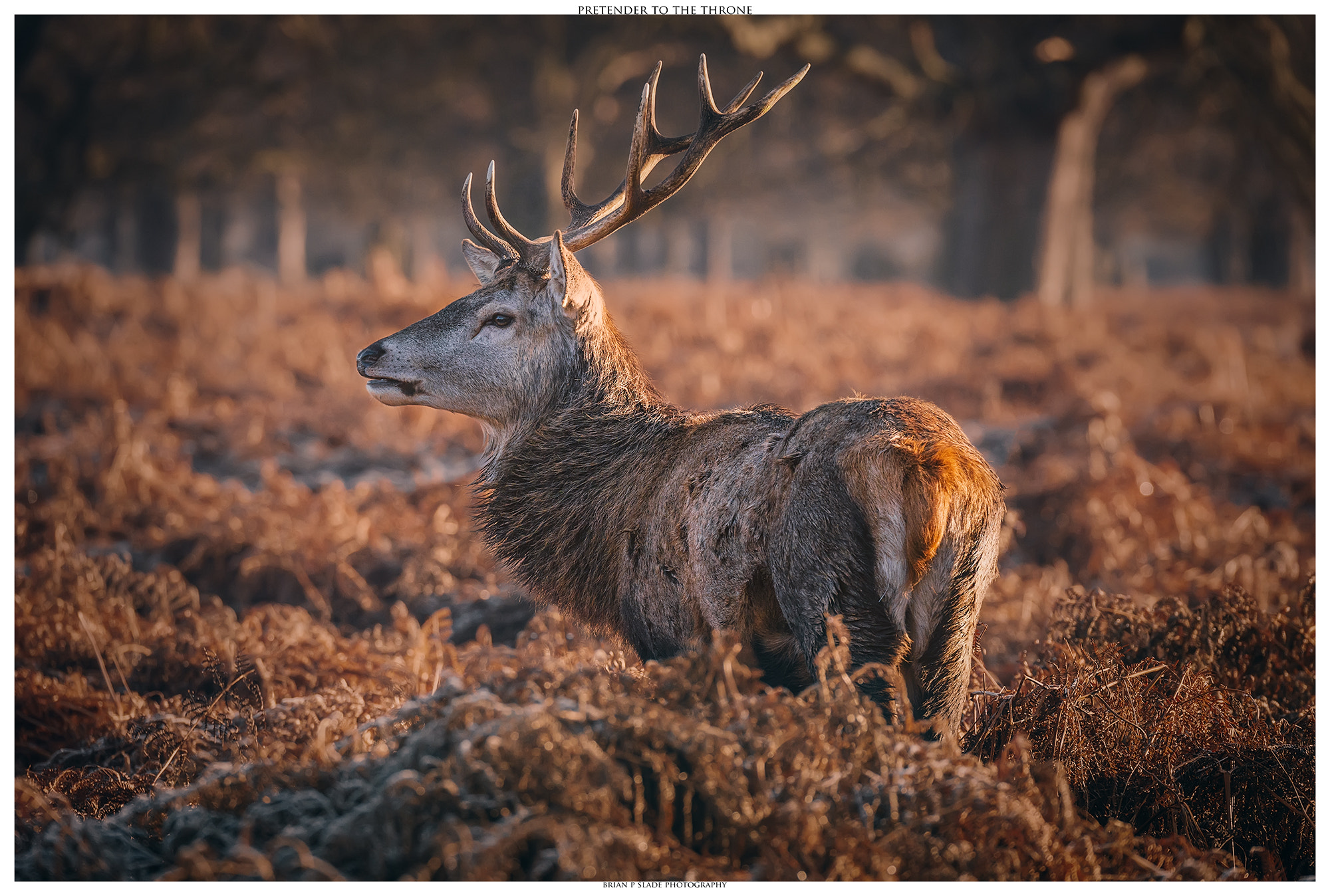 Canon EOS 5D Mark II + Sigma 150-600mm F5-6.3 DG OS HSM | C sample photo. Pretender to the throne photography