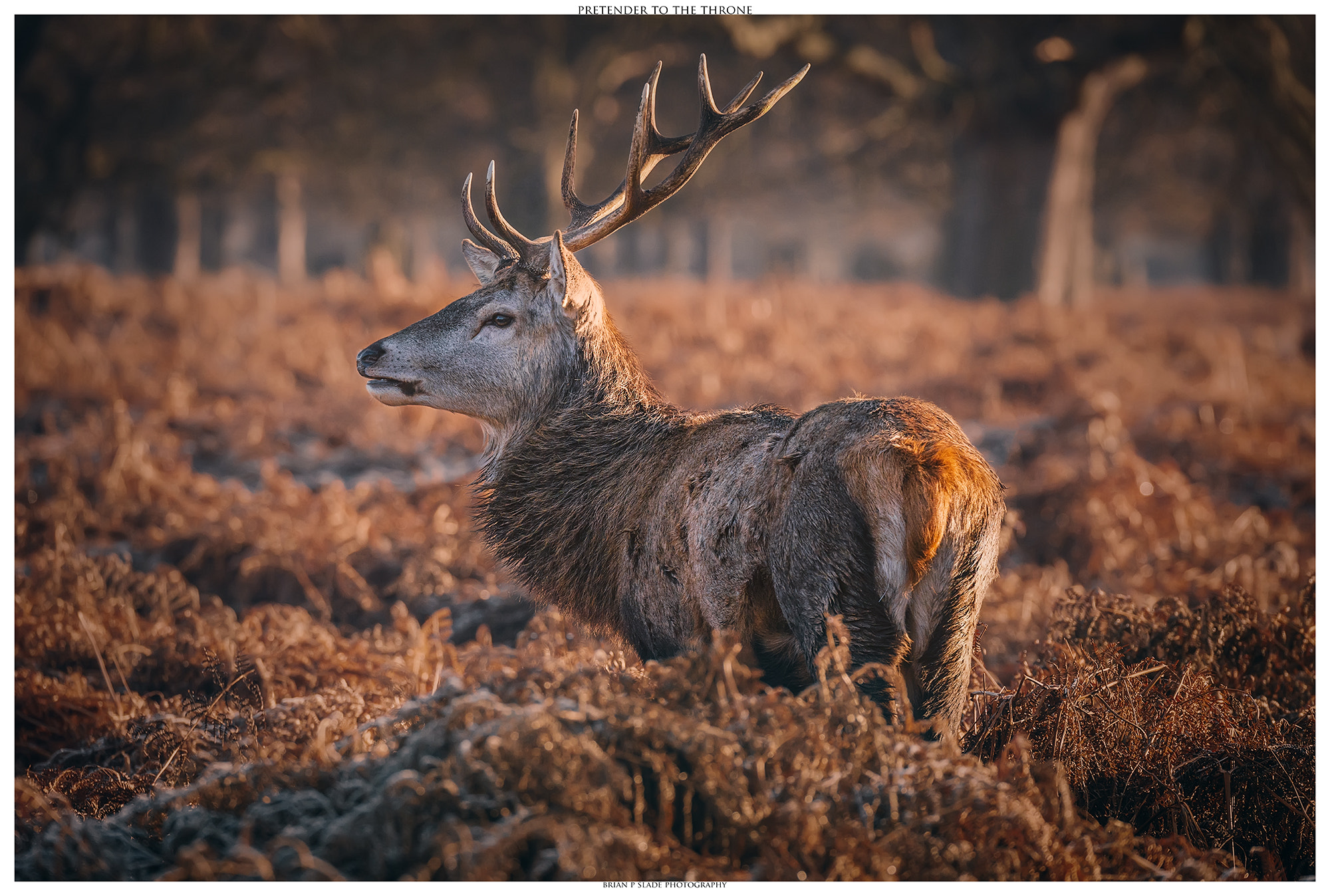 Sigma 150-600mm F5-6.3 DG OS HSM | C sample photo. Pretender to the throne photography