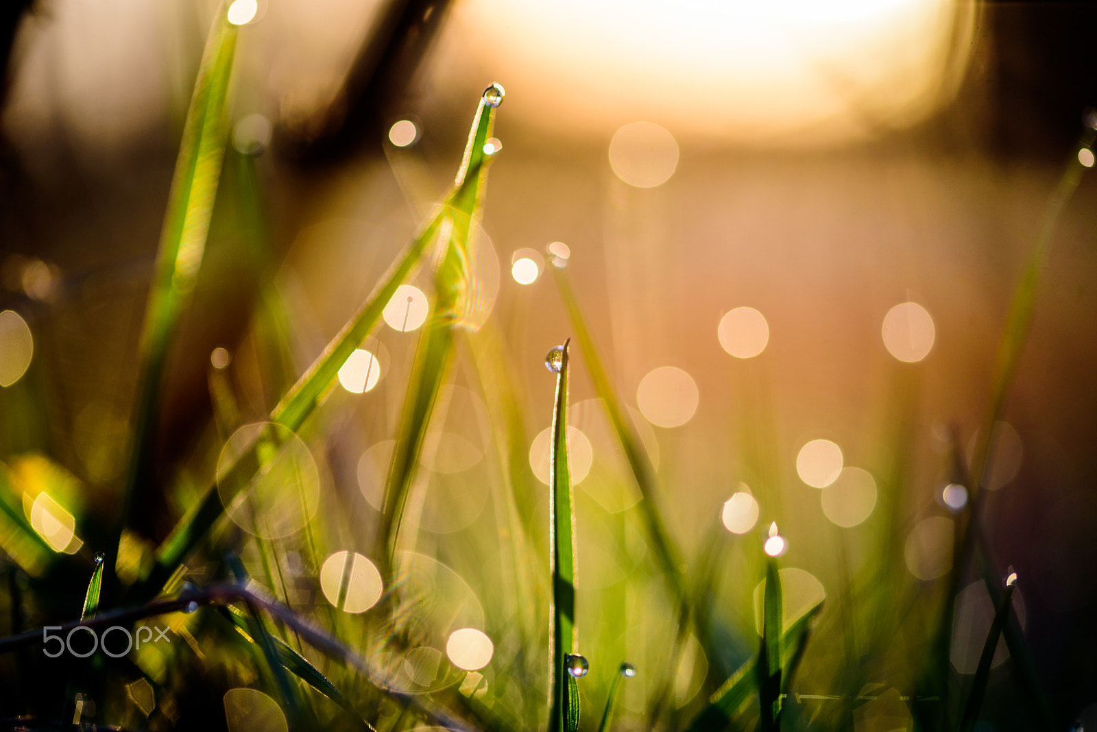 Sigma 105mm F2.8 EX DG OS HSM sample photo. Spring bokeh photography