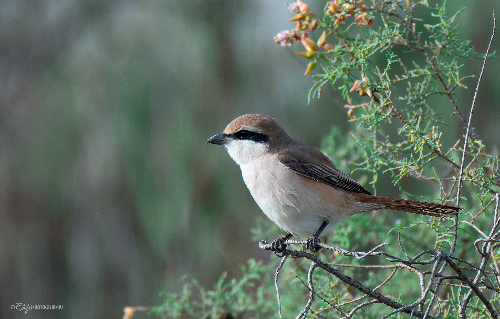 Nikon D7200 sample photo. Duarian shrike photography