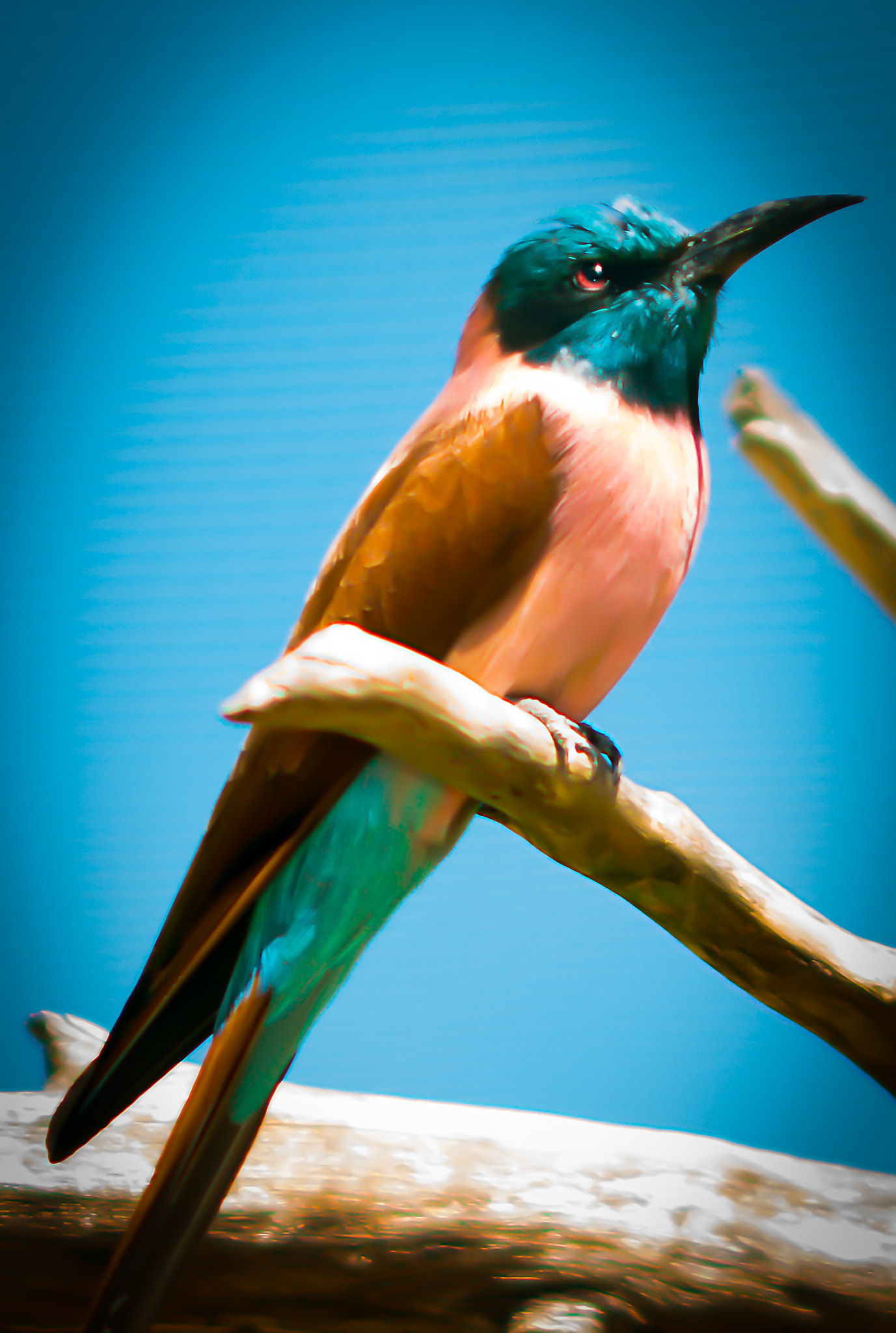 AF DC-Nikkor 135mm f/2D sample photo. Carmine bee-eater photography