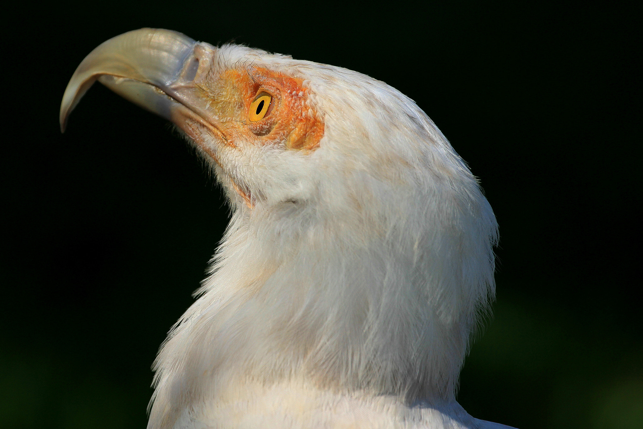 Canon EF 70-300mm F4-5.6L IS USM sample photo. Proud photography
