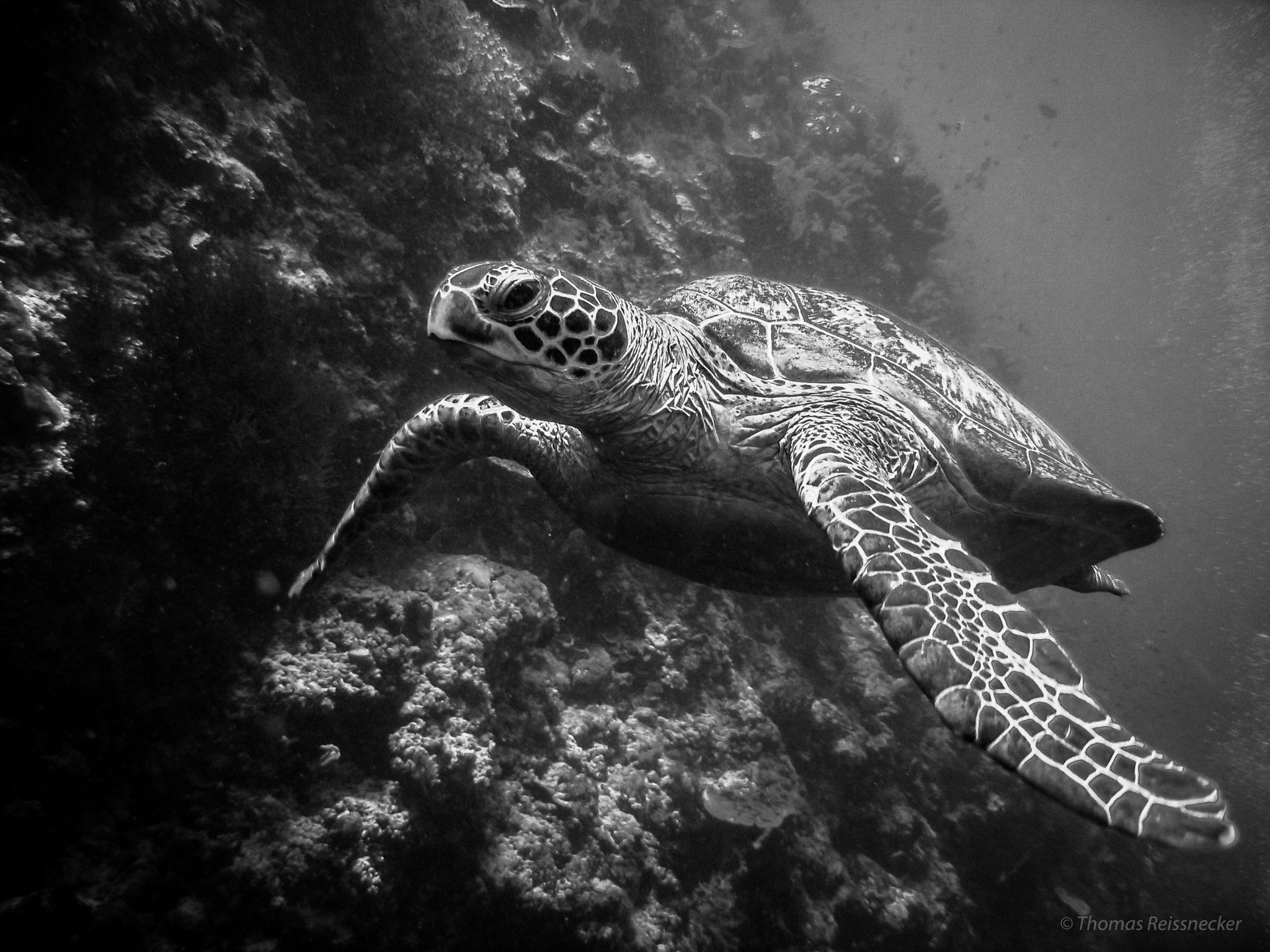 Canon PowerShot ELPH 520 HS (IXUS 500 HS / IXY 3) sample photo. Turtle at sipadan, sabah, malaysia photography