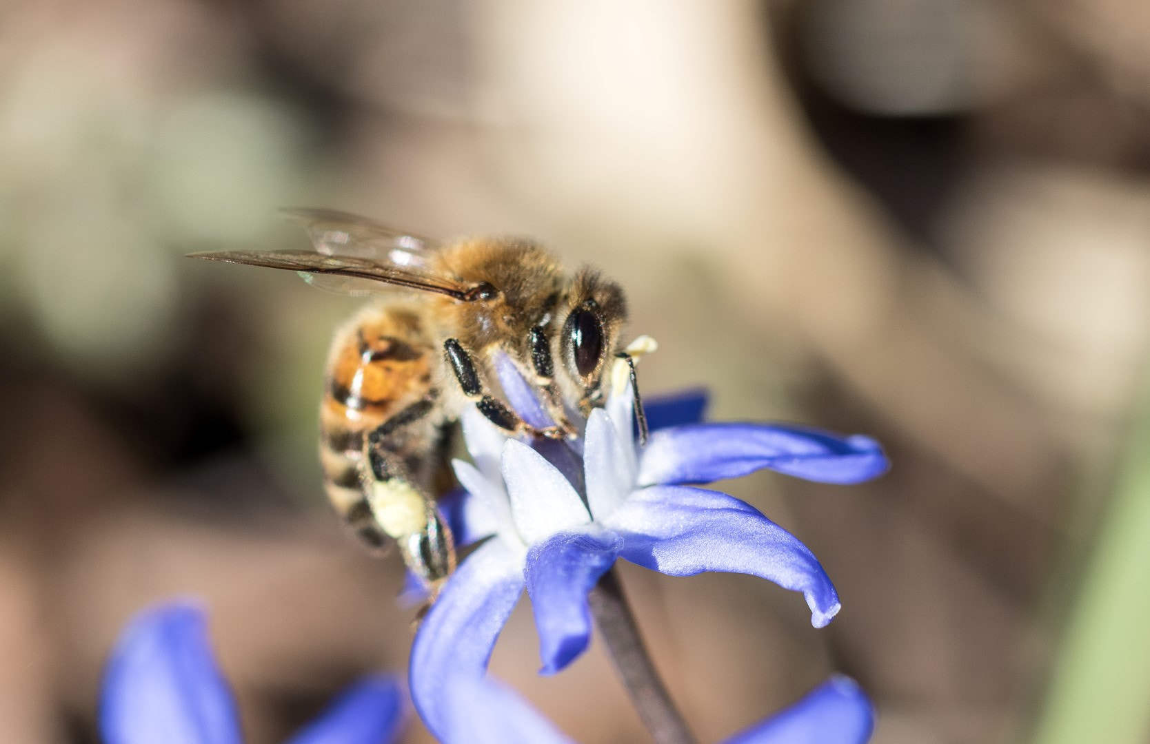 Canon EOS 7D Mark II sample photo. First bee in spring photography