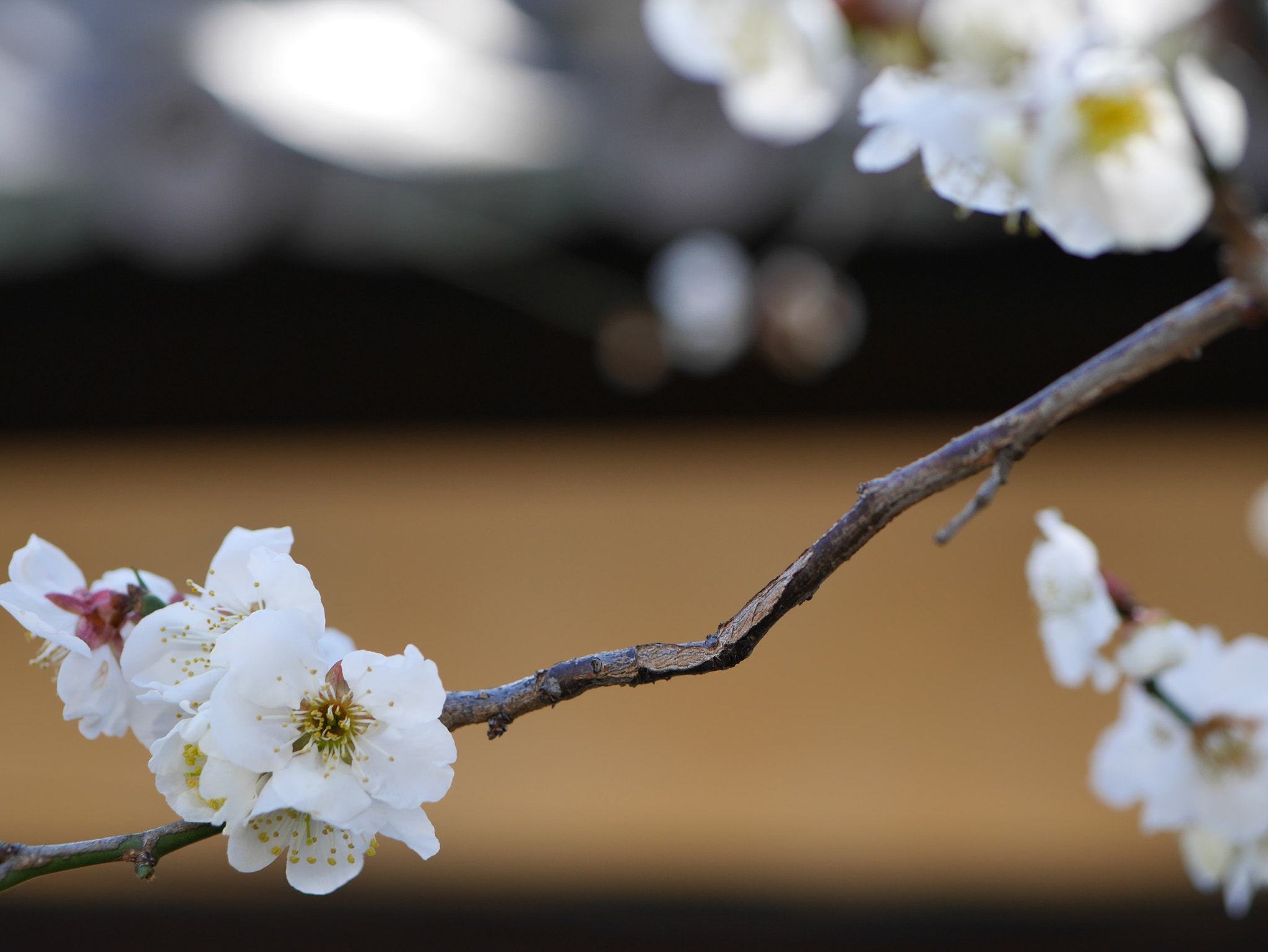 Panasonic DMC-GM1S + Panasonic Lumix G 42.5mm F1.7 ASPH Power OIS sample photo. Plum flowers in kyoto photography