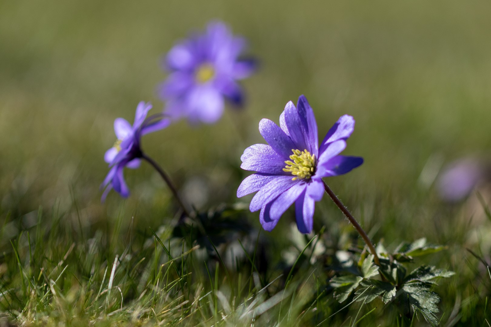 Canon EF 100mm F2.8L Macro IS USM sample photo. The wonderful spring greeting the sun photography