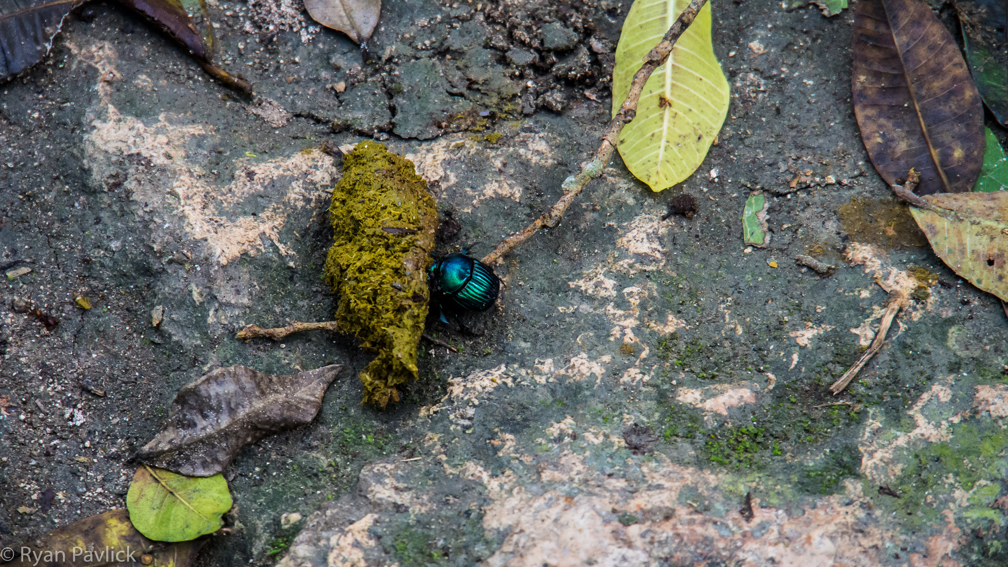 Olympus OM-D E-M5 sample photo. Dung beetle doing its thing photography