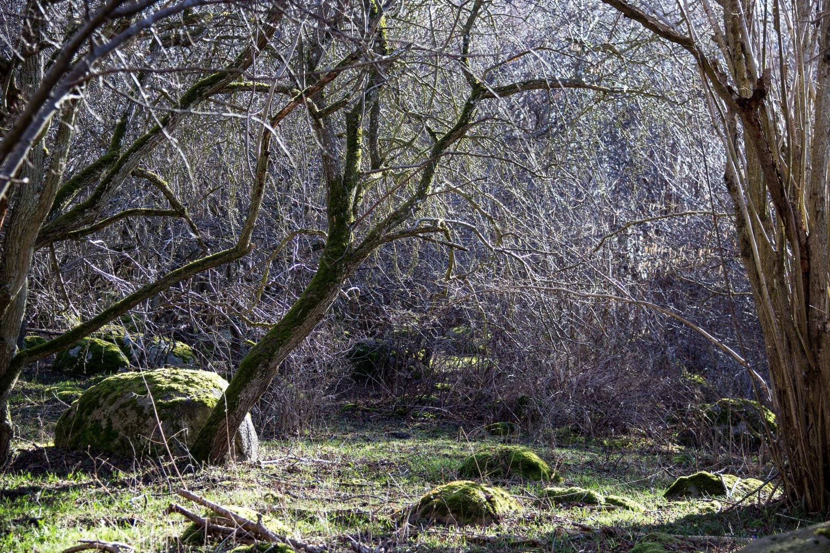 Canon EF-S 18-200mm F3.5-5.6 IS sample photo. Spring light in the grove photography