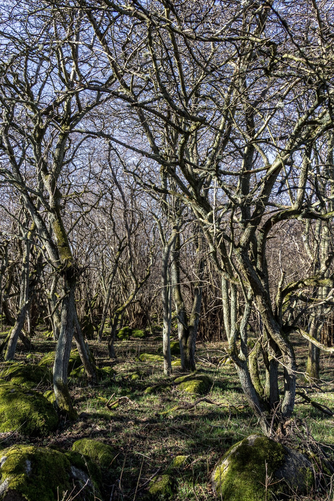 Canon EF-S 18-200mm F3.5-5.6 IS sample photo. Spring forest photography