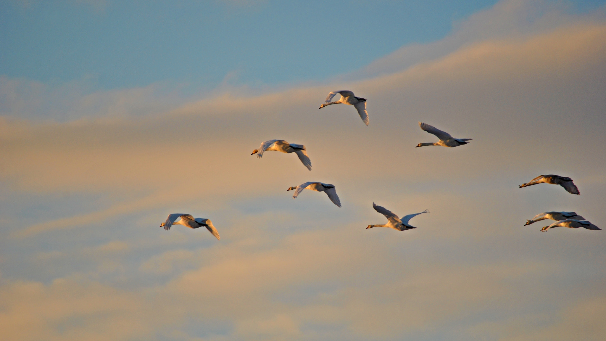 Nikon D3000 sample photo. Swans photography