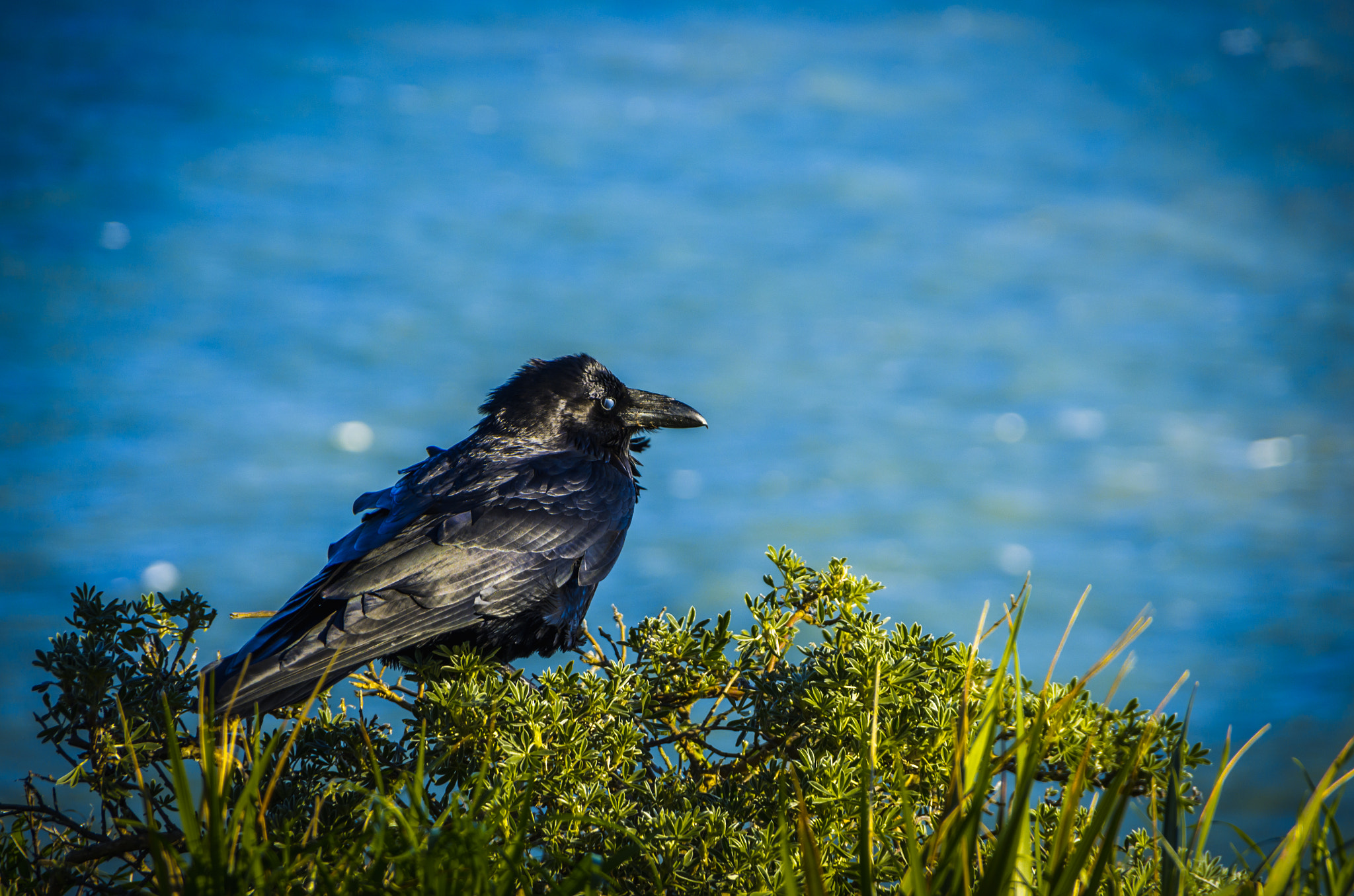 Pentax K-5 sample photo. Raven overlooking the ocean photography