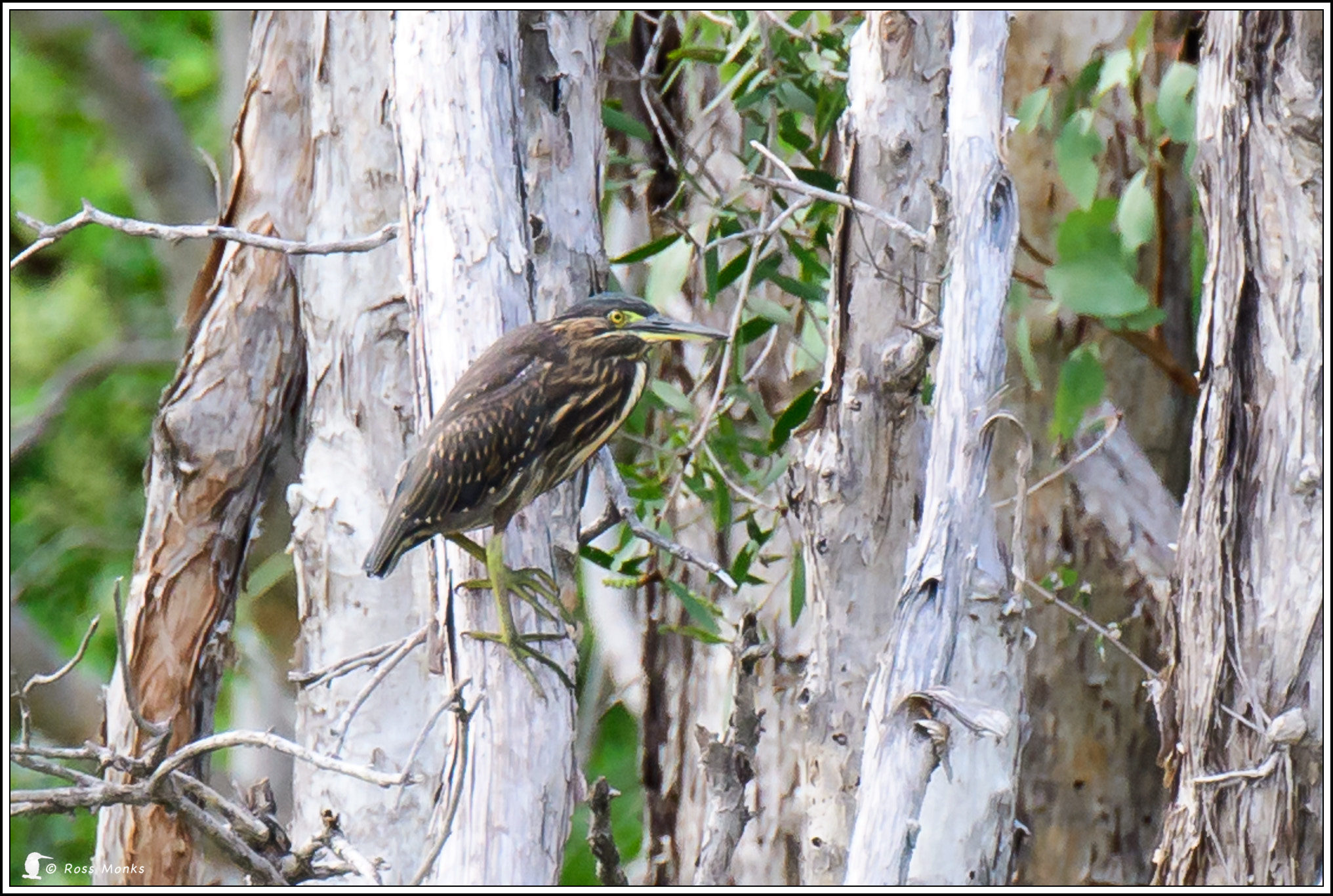 Nikon D500 sample photo. Black bittern (id shot) photography