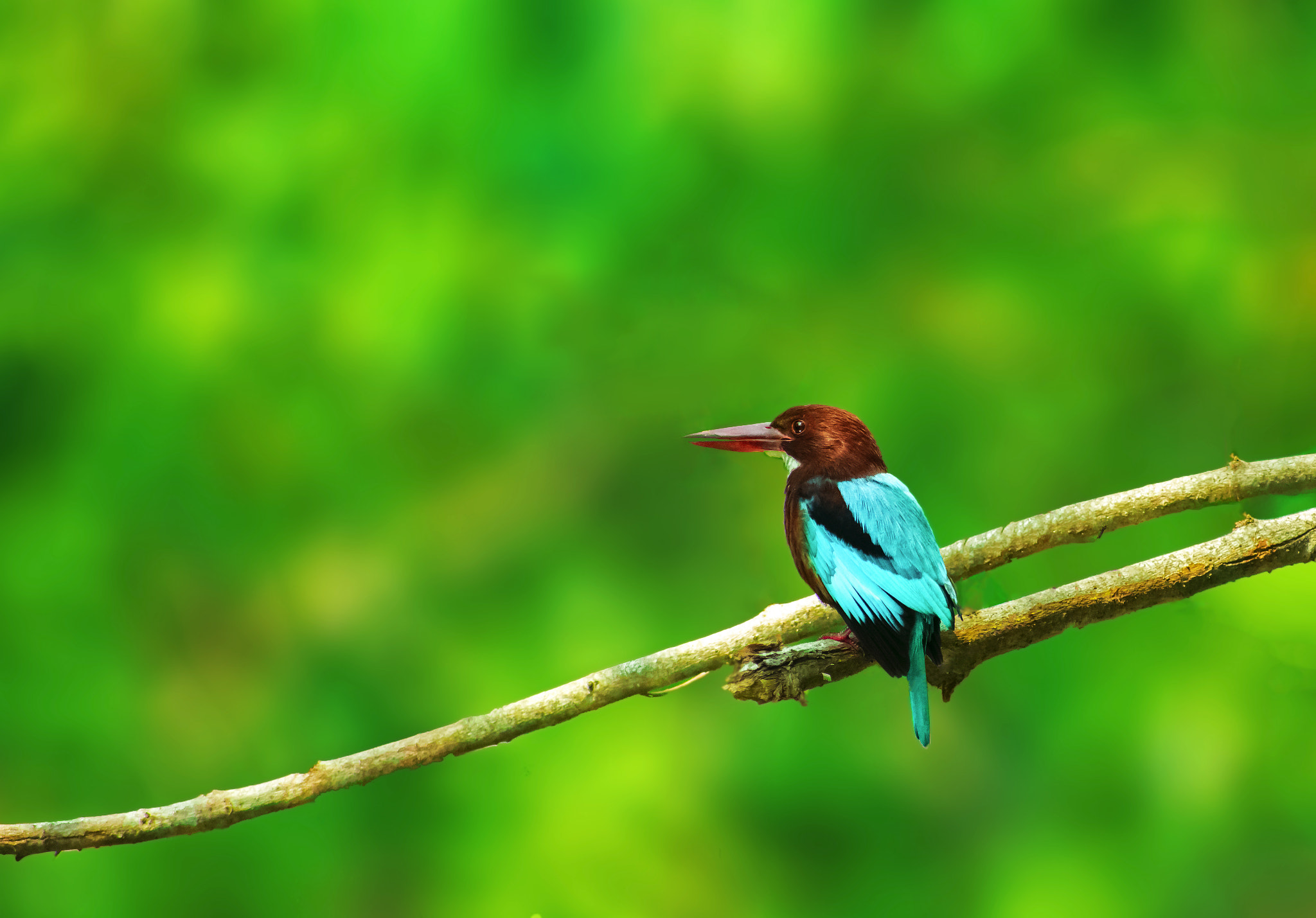 Nikon D3400 + Sigma 70-300mm F4-5.6 DG OS sample photo. Indian kingfisher photography