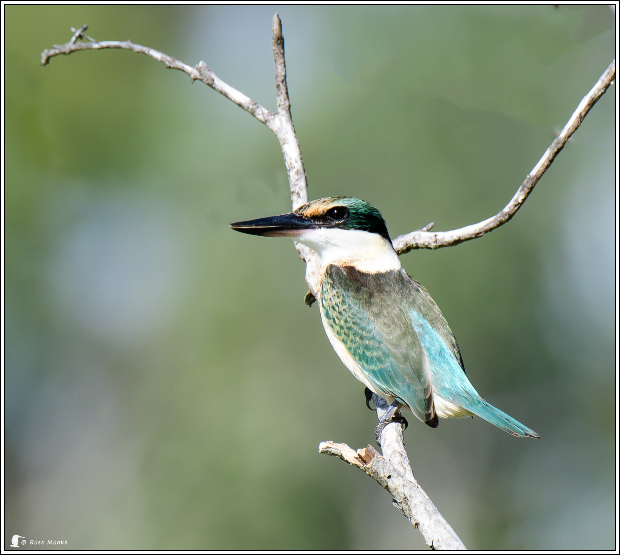 Nikon D500 sample photo. Sacred kingfisher photography
