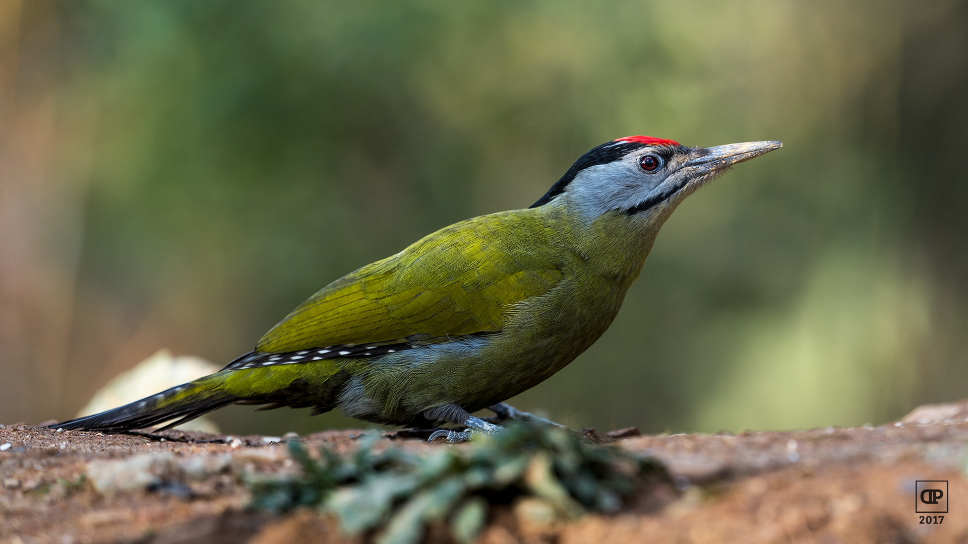 Nikon D750 + Nikon AF-S Nikkor 500mm F4G ED VR sample photo. Grey-headed woodpecker photography