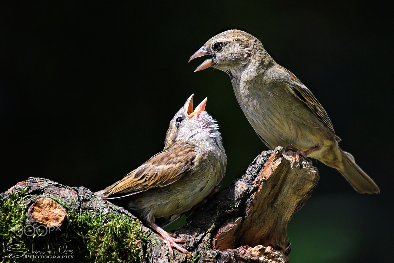 Canon EF 100-400mm F4.5-5.6L IS USM sample photo. Der jungvogel bettelt seine mutter an. photography