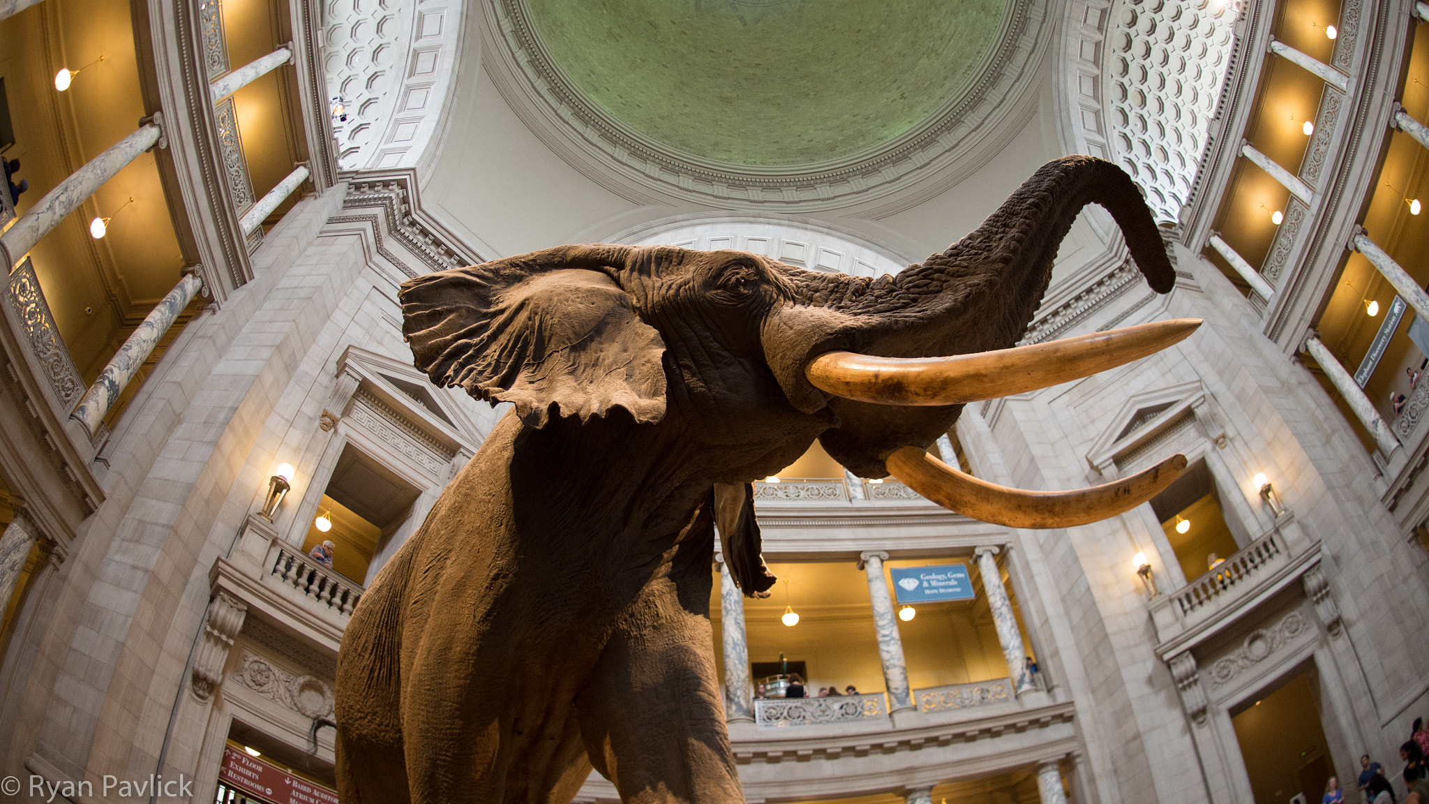 Olympus OM-D E-M5 + OLYMPUS M.8mm F1.8 sample photo. Smithsonian elephant with fish eye lens photography