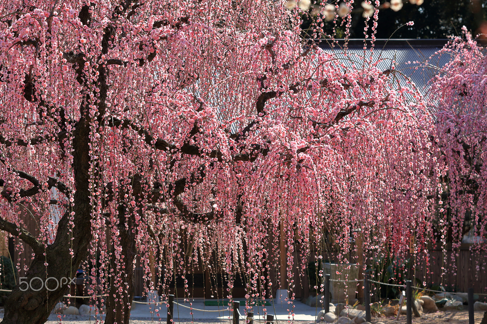 Canon EF 70-200mm F2.8L IS II USM sample photo. Shidare-ume photography