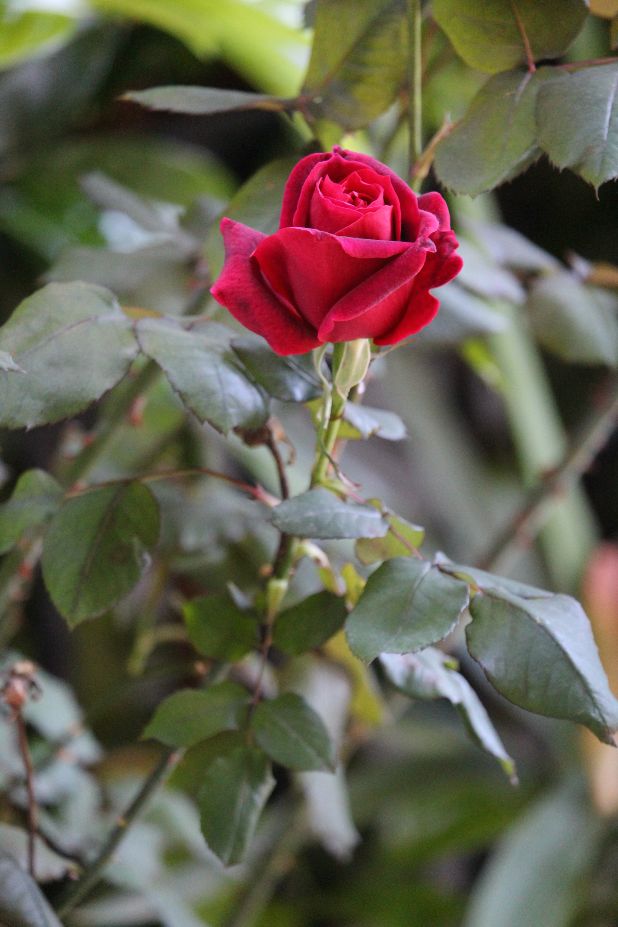 Canon EF-S 55-250mm F4-5.6 IS STM sample photo. Red rose!!! photography
