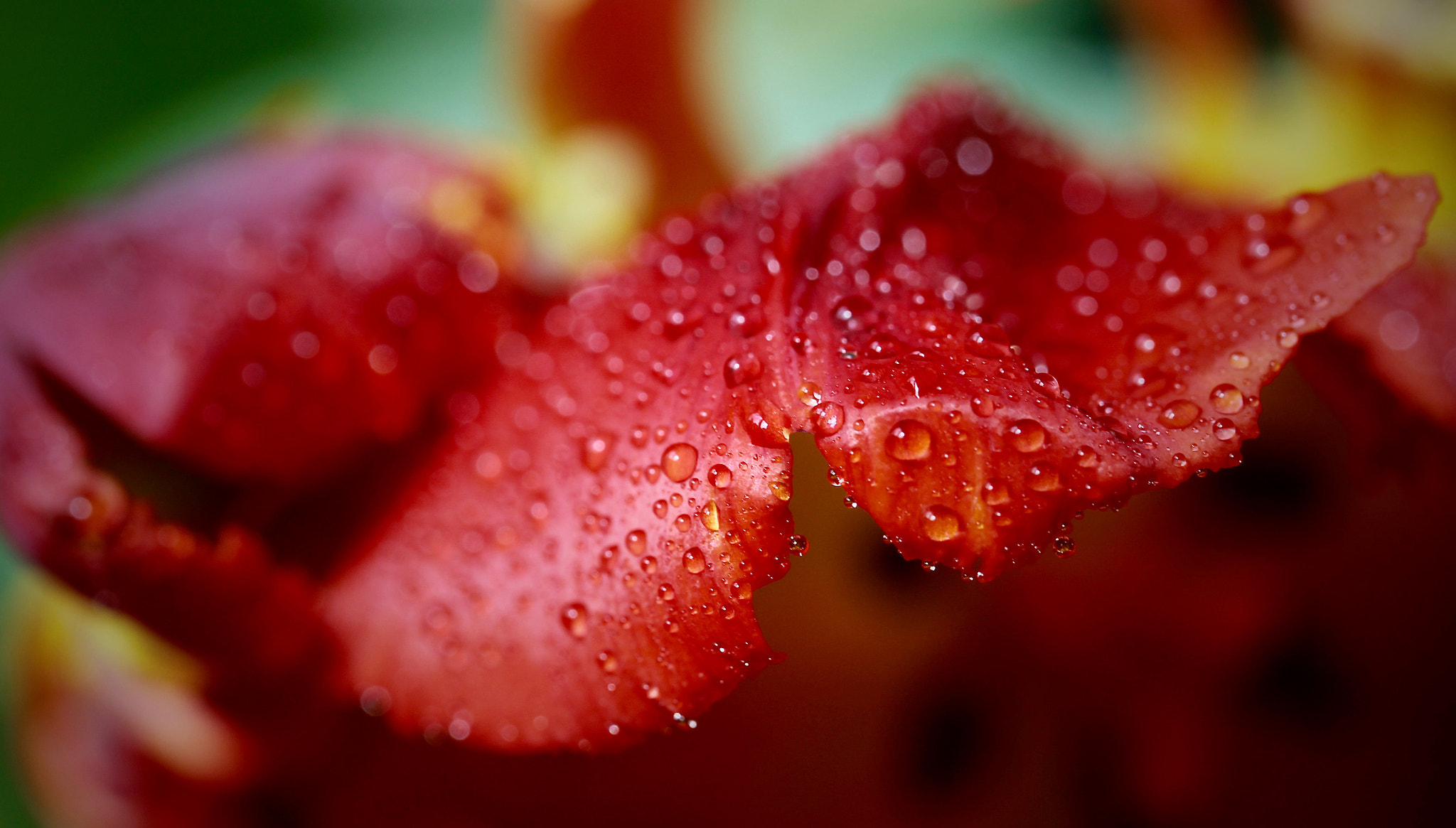 Canon EF 100mm F2.8L Macro IS USM sample photo. True colors photography