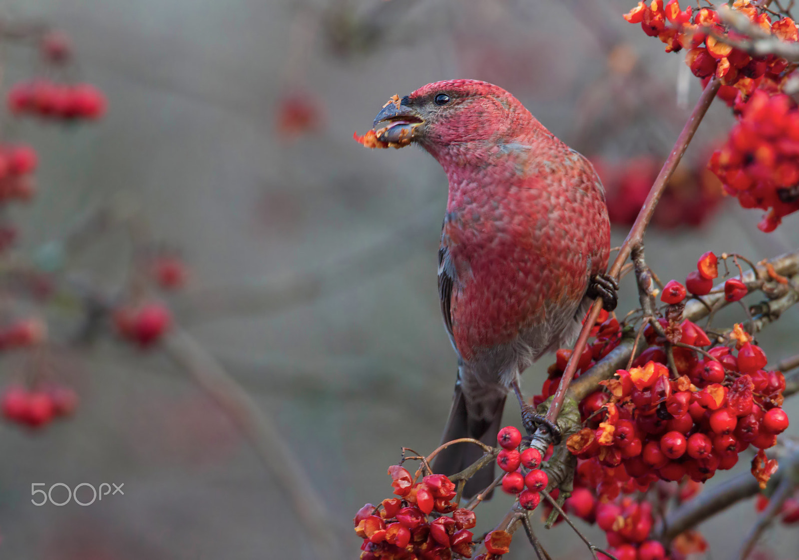 Canon EF 500mm F4L IS USM sample photo. Pine grosbeak, male photography