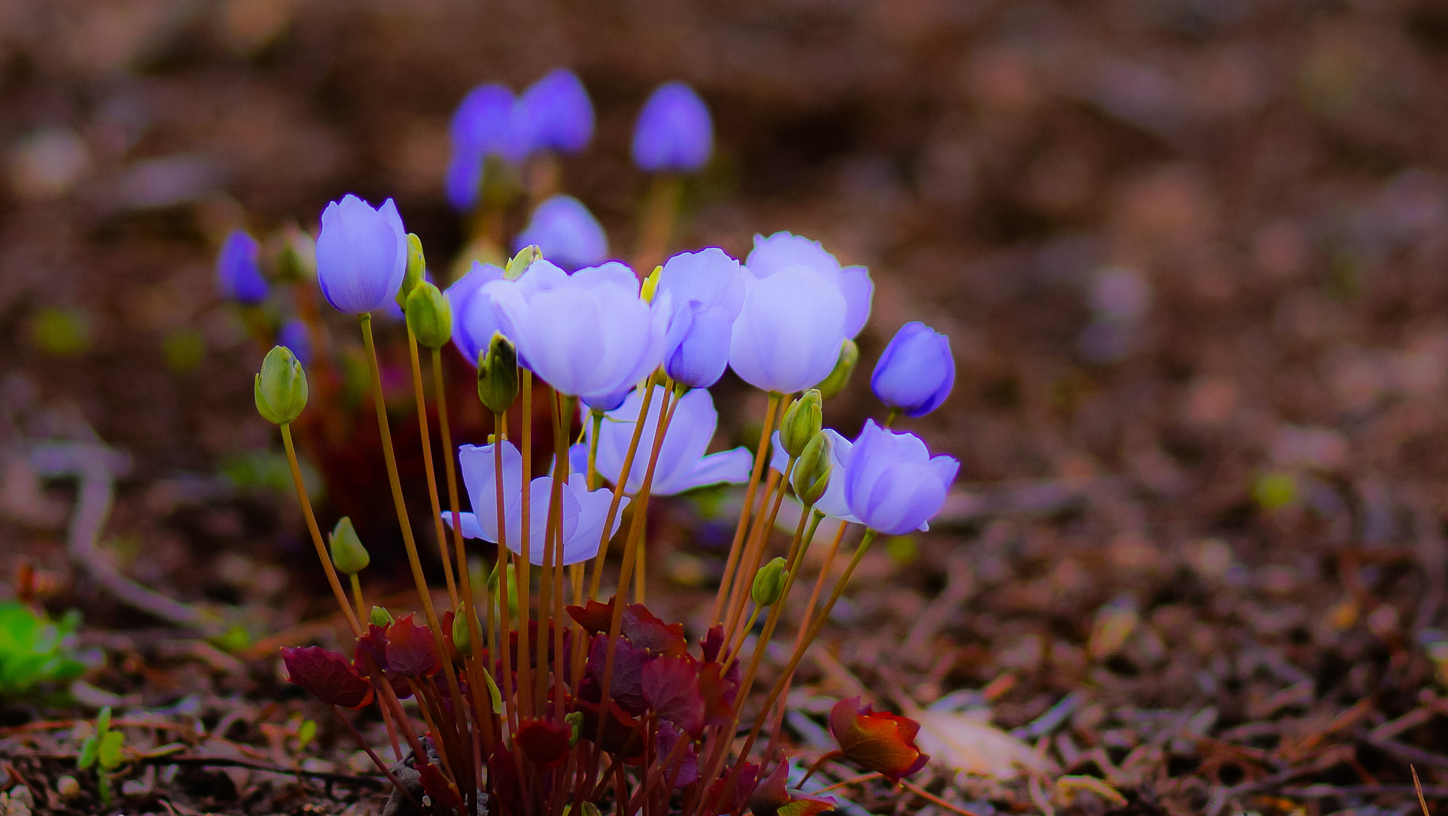 Sony SLT-A58 sample photo. Purple lamp photography