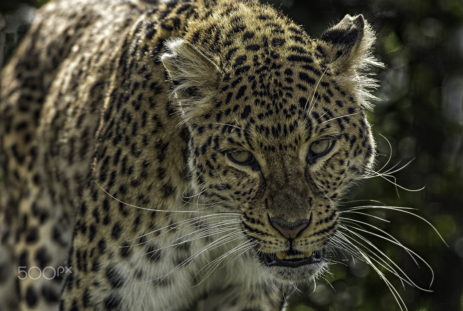 Nikon D5 sample photo. Leopard photography