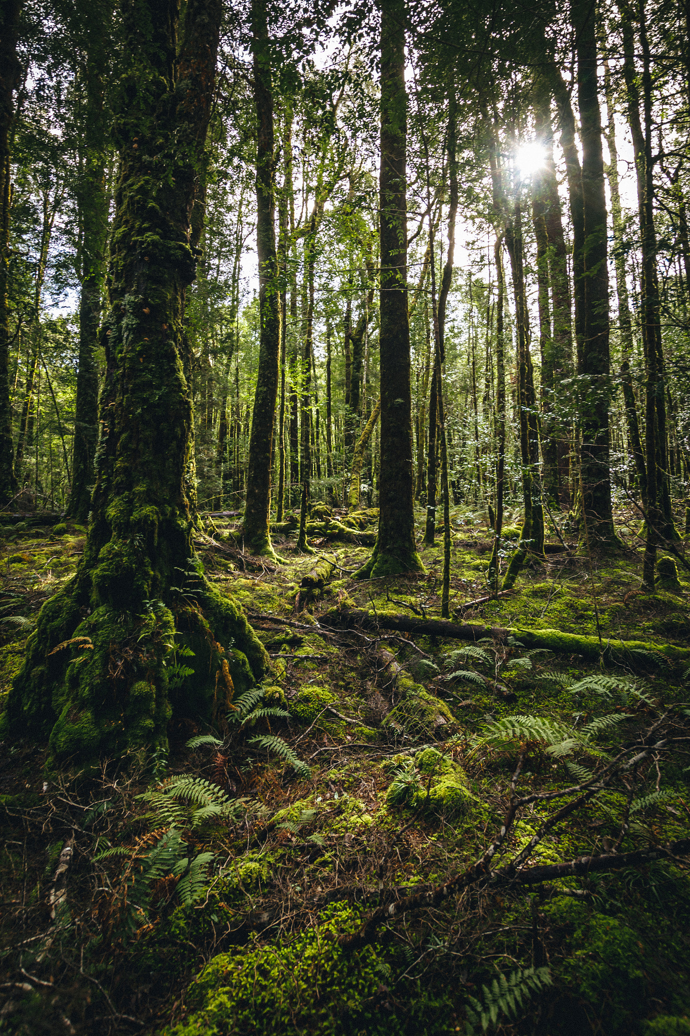 Nikon D7200 sample photo. Temperate rainforest photography