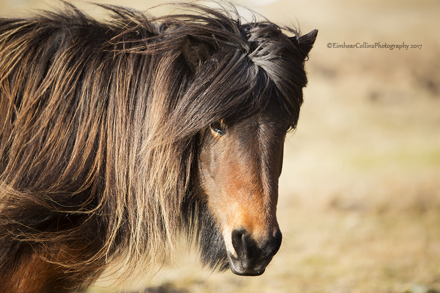 Canon EOS 6D sample photo. Icelandic horse photography
