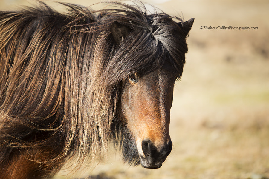 Canon EF 70-200mm F2.8L IS USM sample photo. Icelandic horse photography